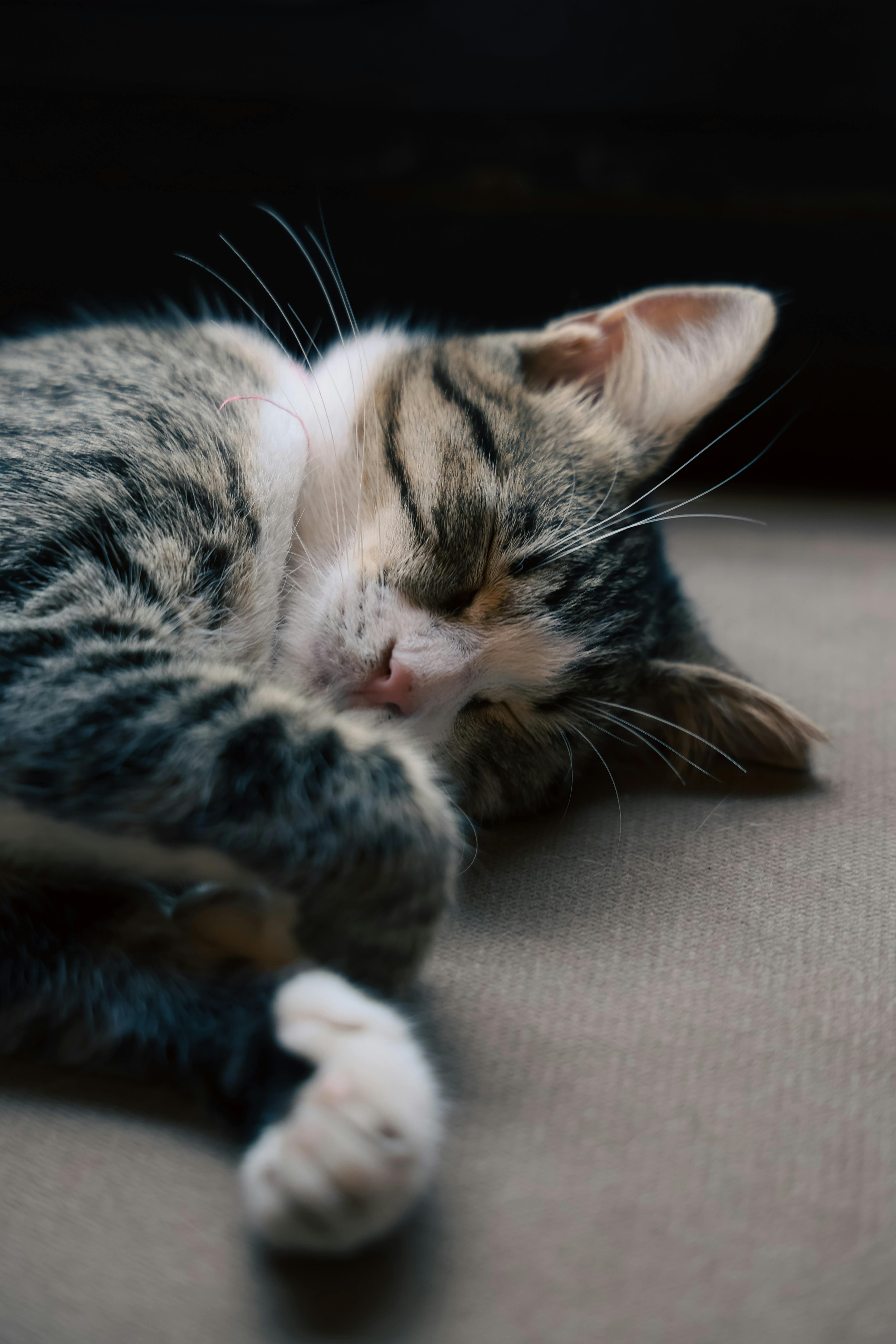 Portrait of a Sleeping Tabby Cat · Free