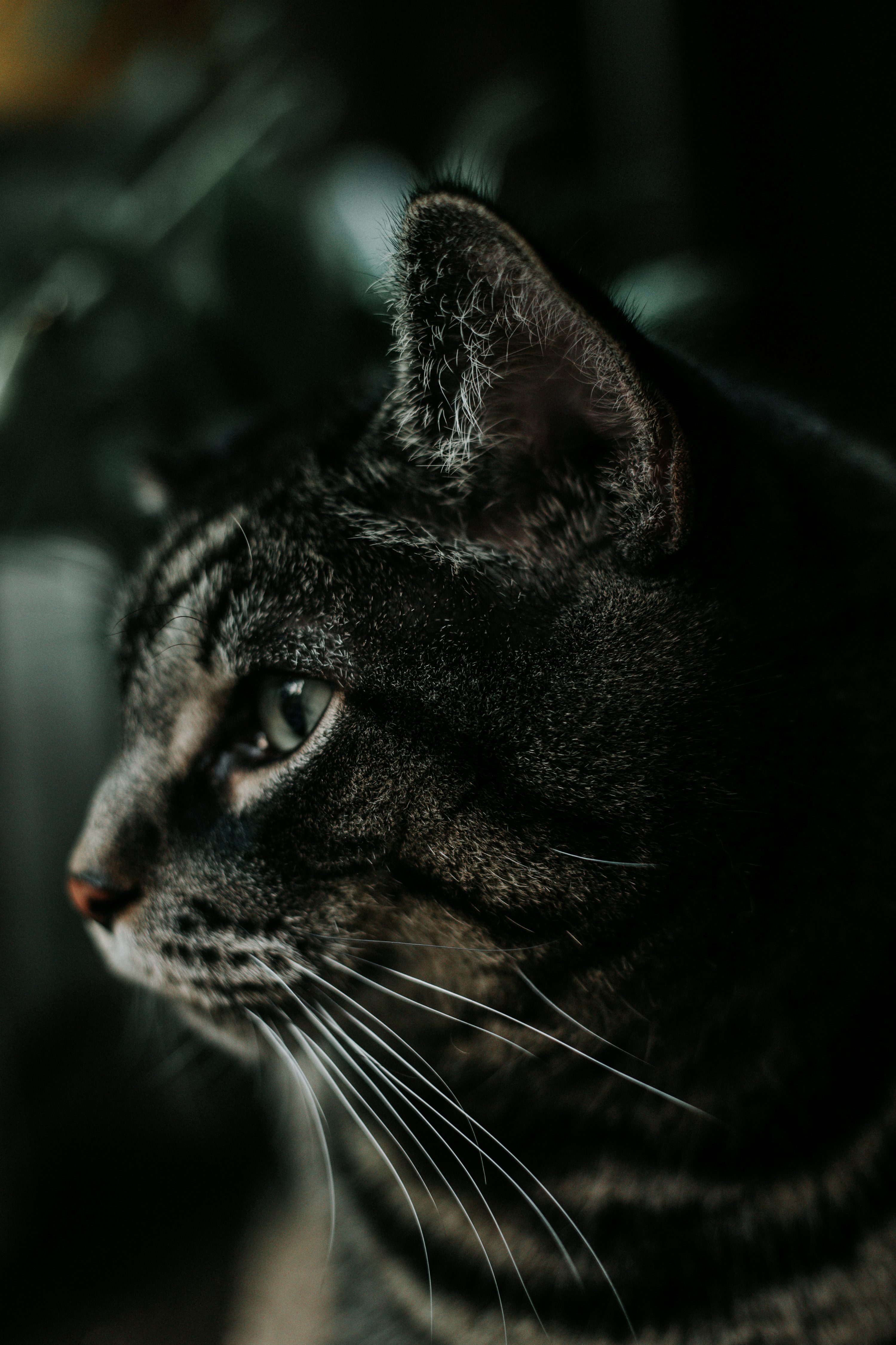 Black and gray cat photo