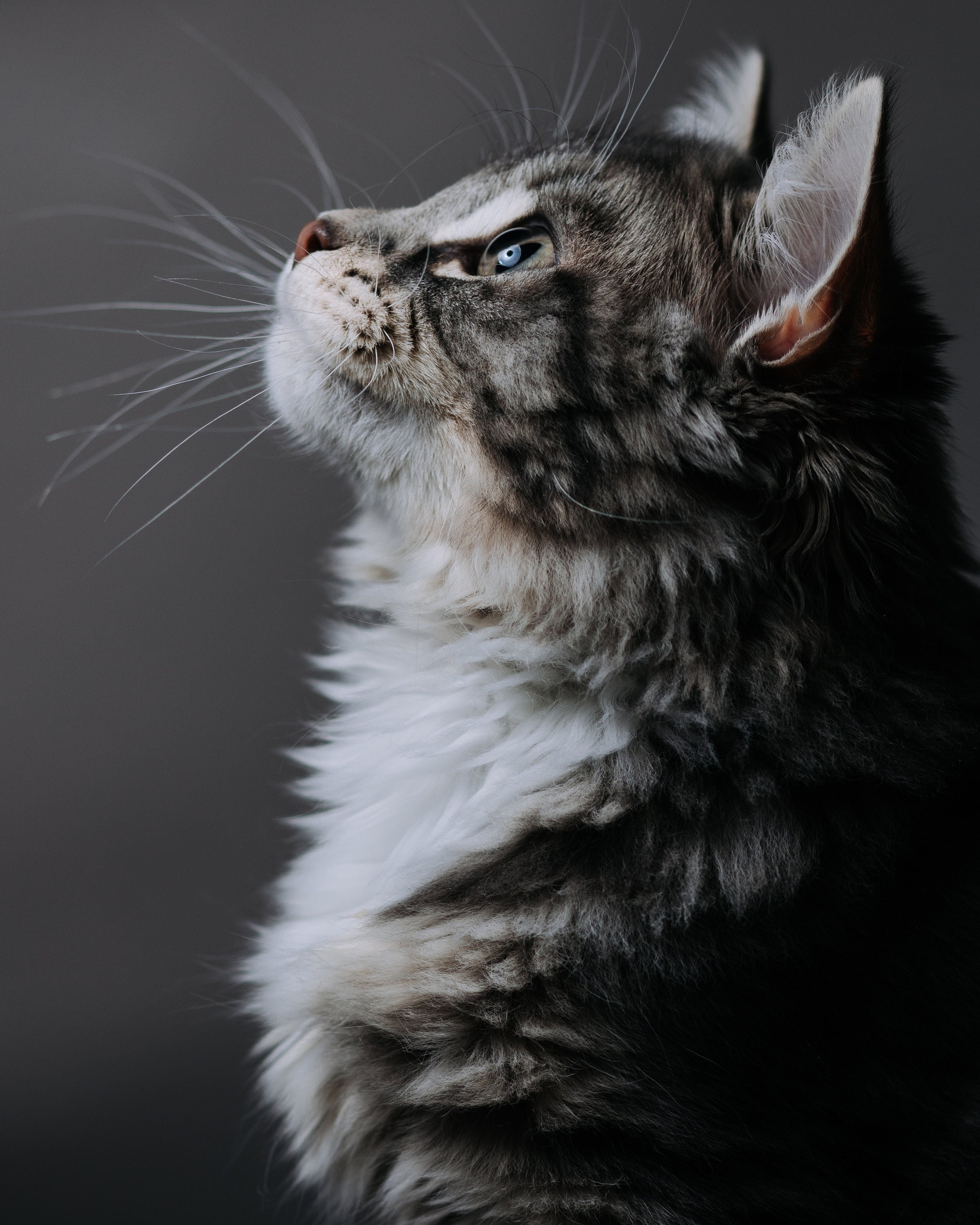 Long Hair Tabby Cat. Studio Pet Photography. Gift for Cat Lover. Grey Tabby Digital Download. Nursery Wall Art. Digital Home Decor