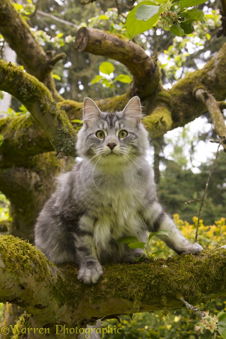 Silver tabby cat up a tree photo WP46071