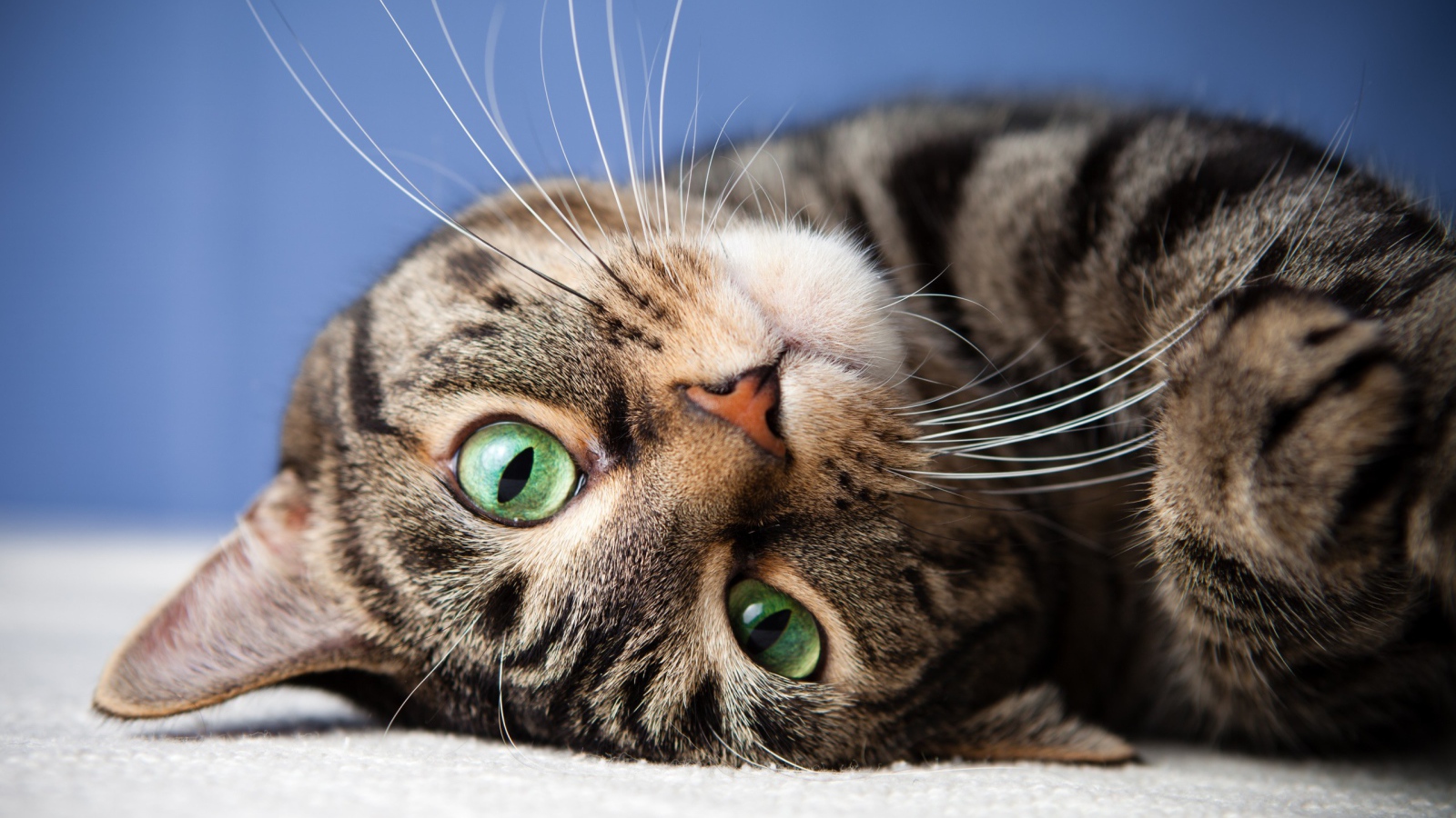 Muzzle of a gray tabby cat with green eyes Desktop wallpaper 1600x900