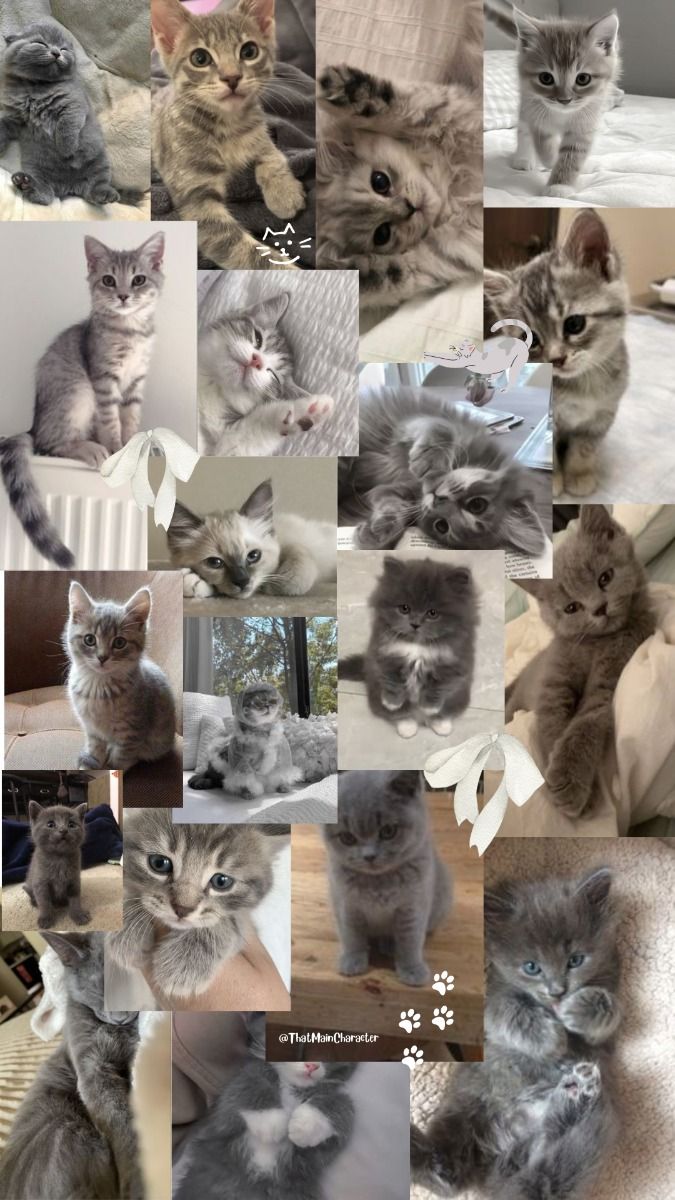 Aesthetic Grey Cat Wallpaper Aesthetic Phone