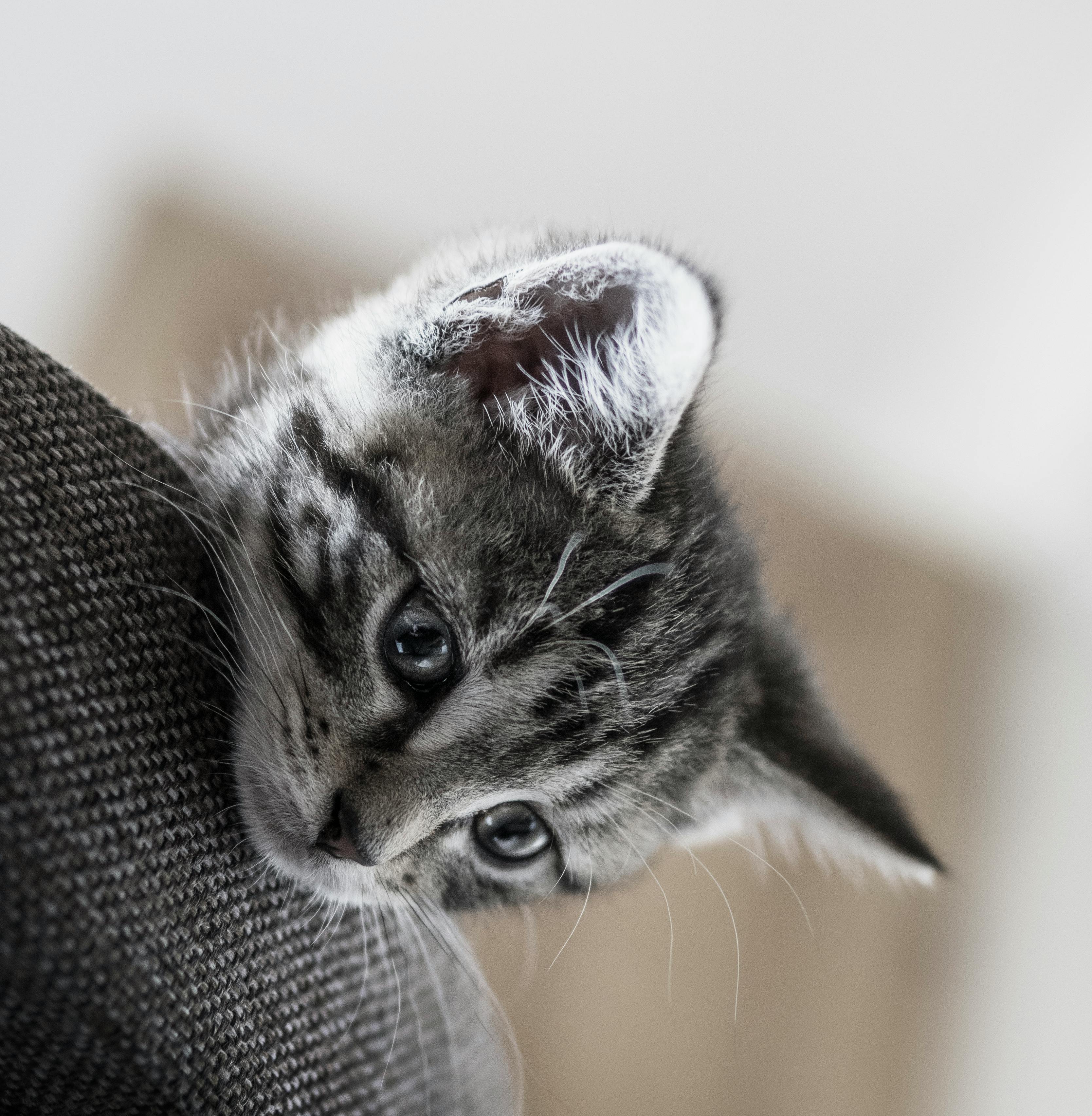 Silver Tabby Cat · Free