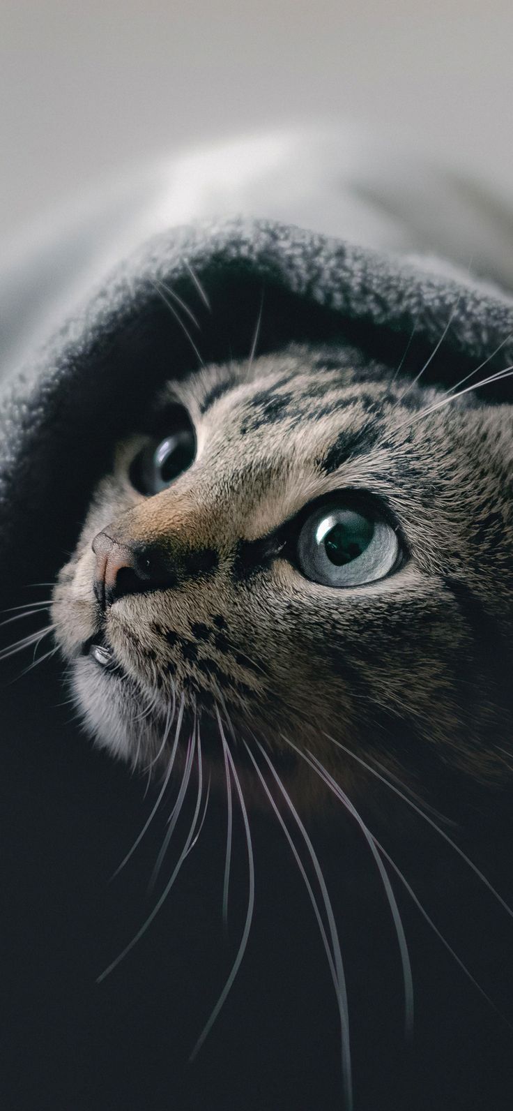 Peekaboo, I See You!