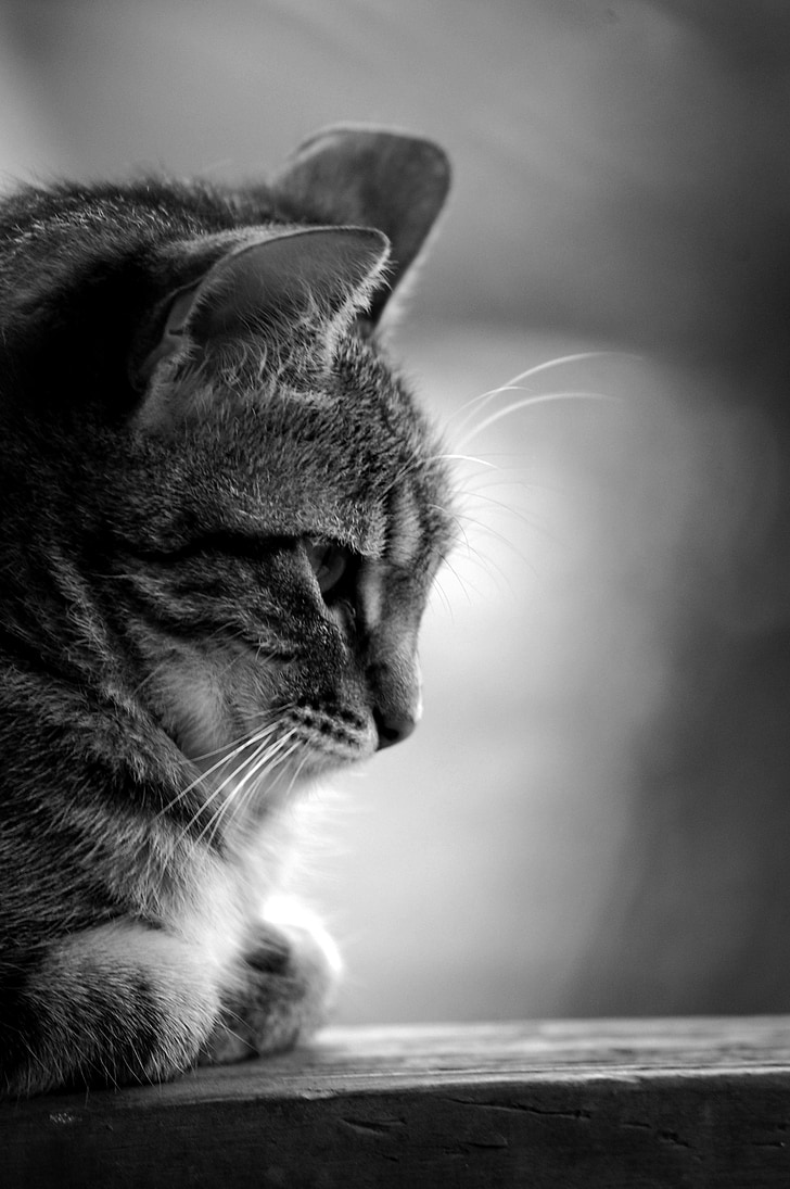 Royalty Free Photo: Grayscale Photo Of Brown Tabby Cat