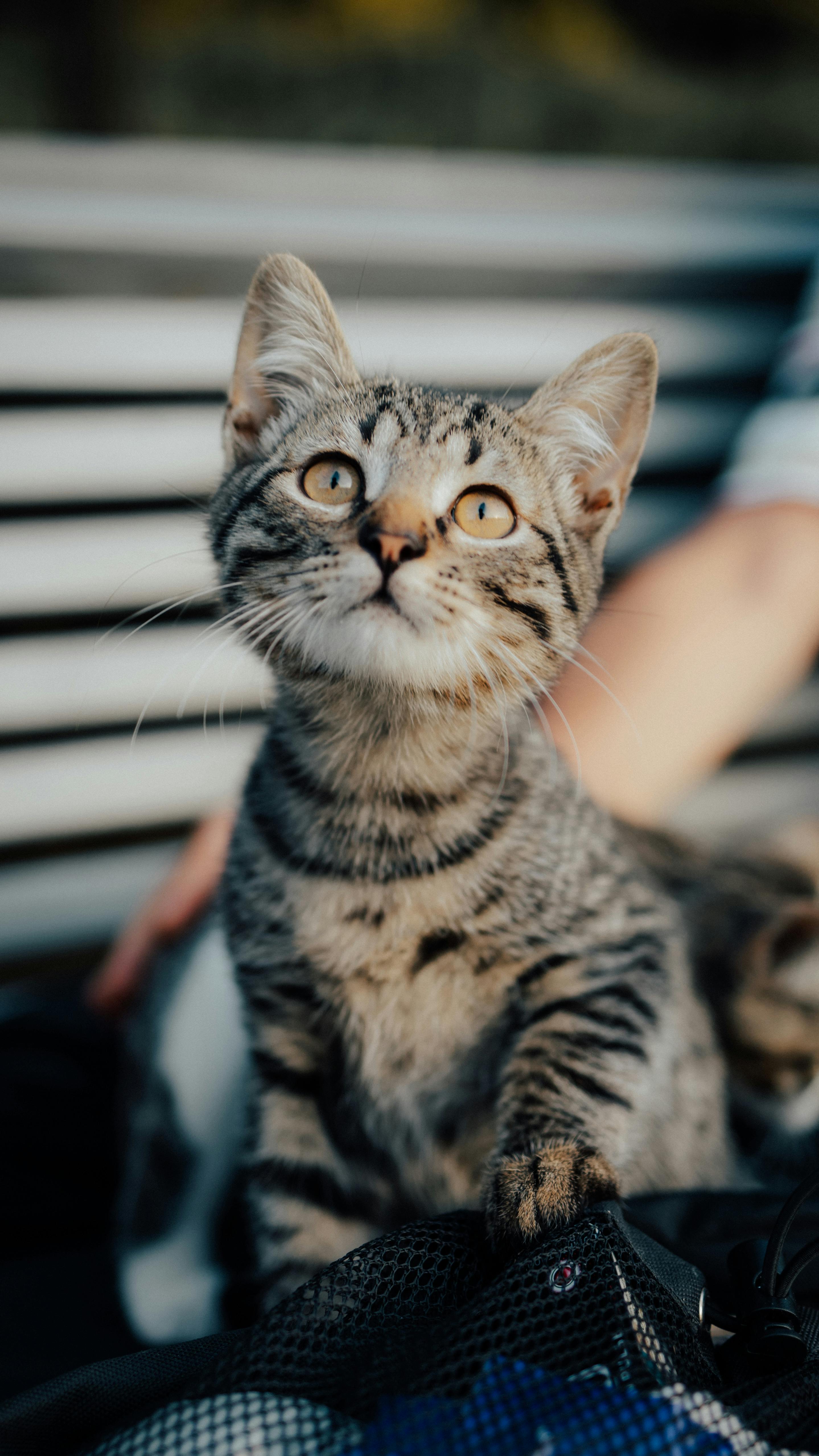 Pale Tabby Cat with Brown Eyes · Free