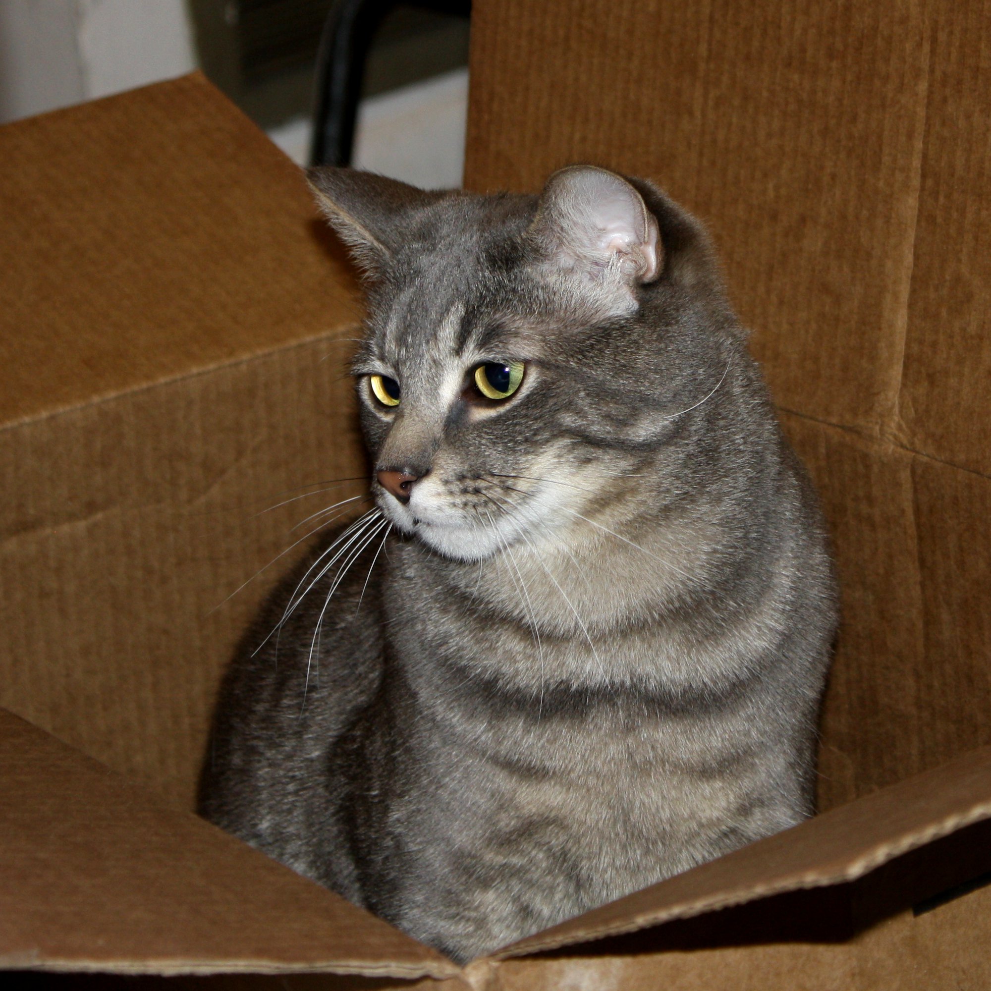 Free photo: Gray Tabby Cat, Head, Whiskers