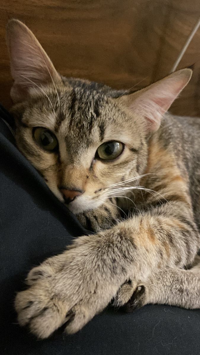 Adorable Grey Tabby Cat on Couch