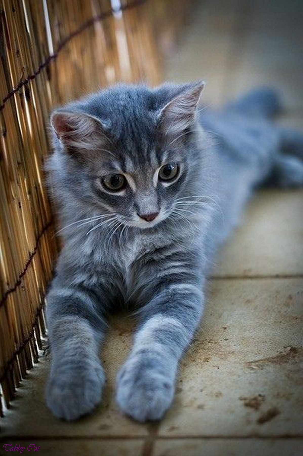 Free Photo: Grey Tabby Cat, Animal, Black And White