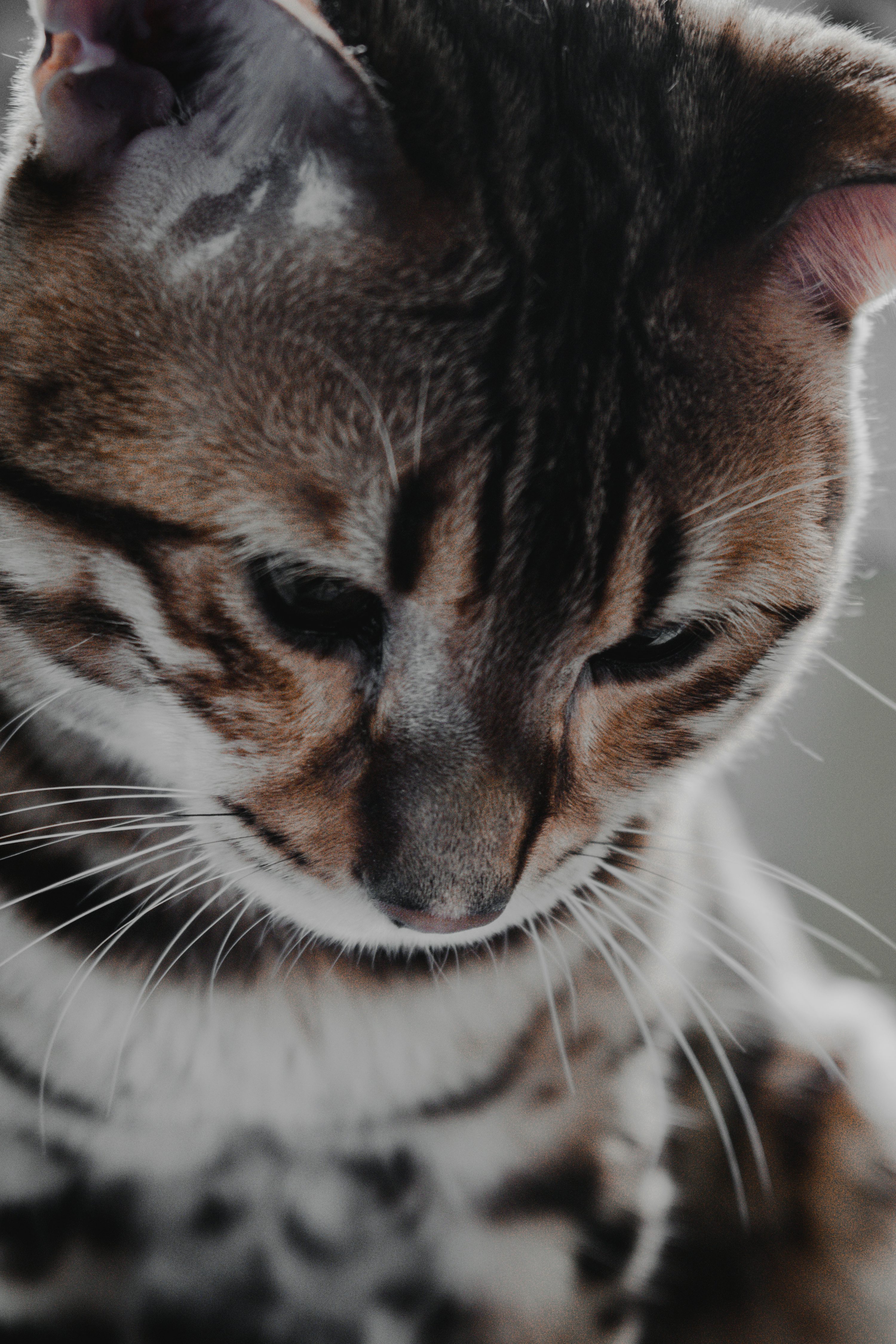Brown and white tabby cat photo