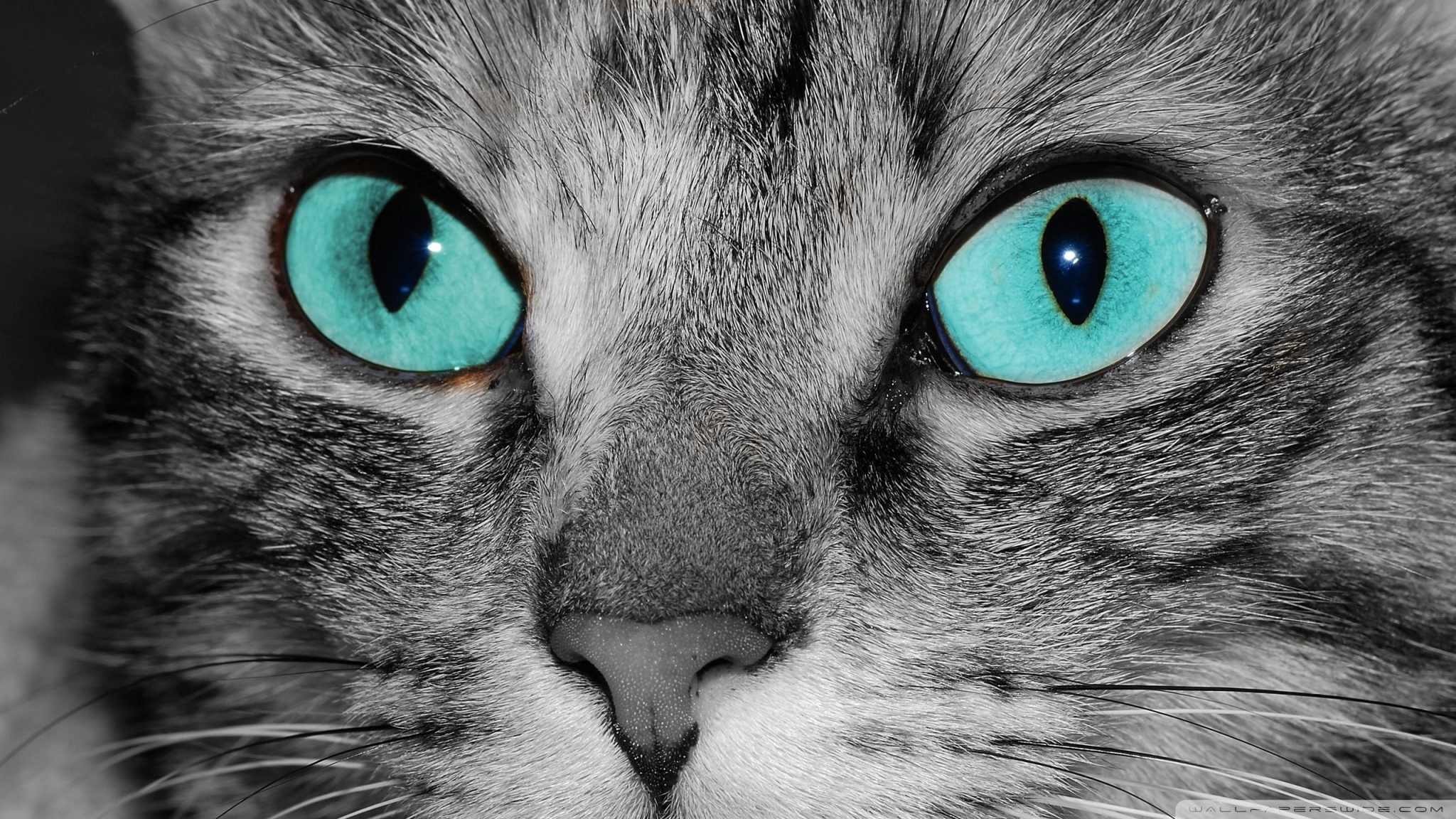 Close Up Of A Grey Tabby Cat Face 4K UHD Wallpaper for UltraHD Desktop and TV, Smartphone and Tablet Devices