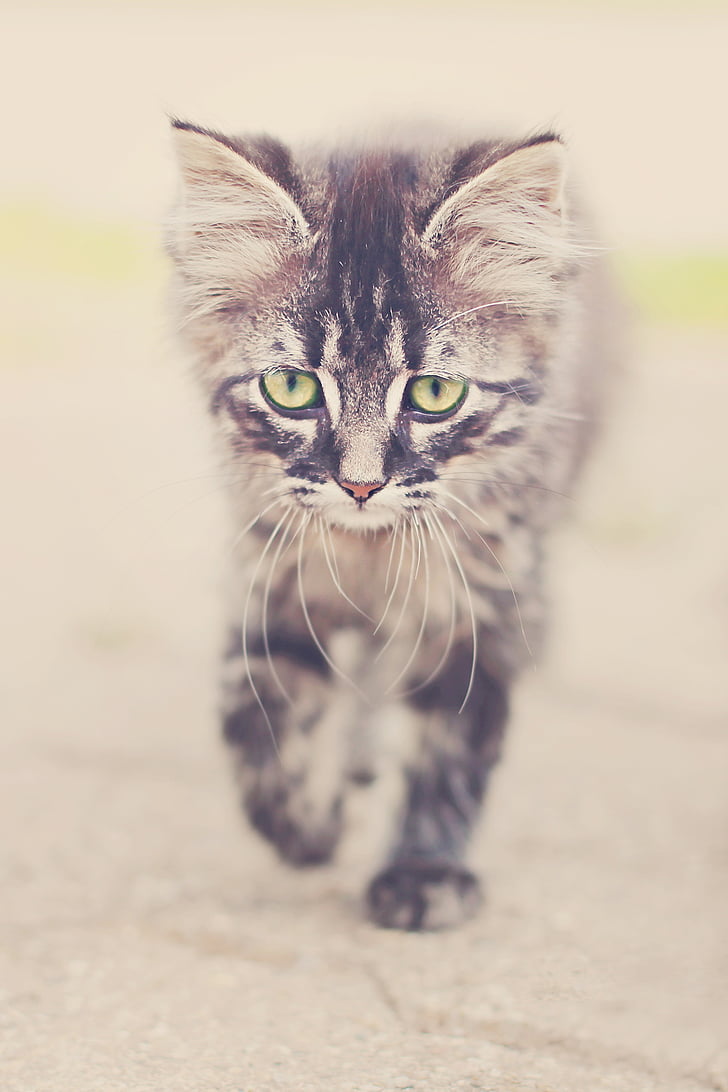 Royalty Free Photo: Brown Tabby Kitten