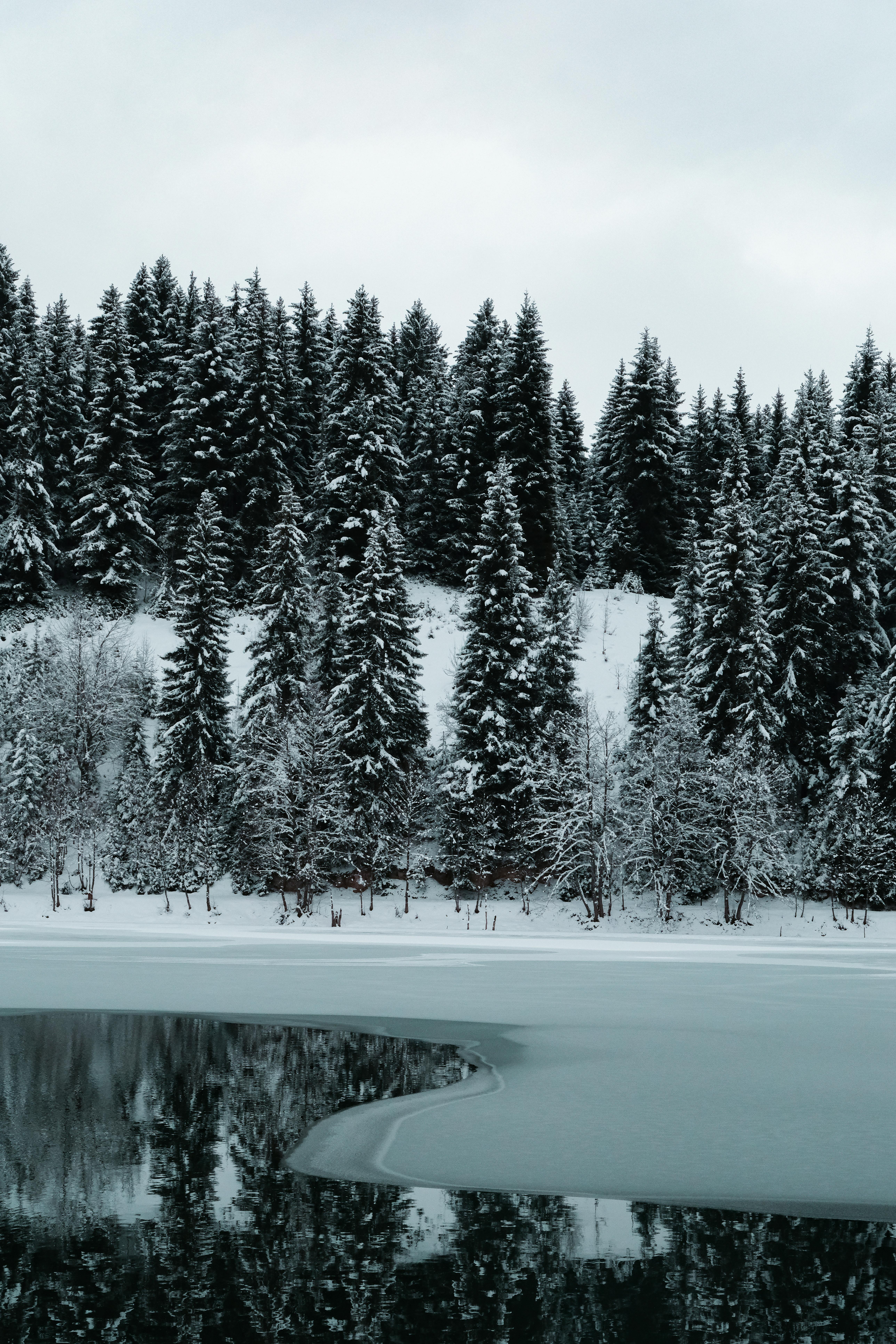 Calm Winter Forest · Free