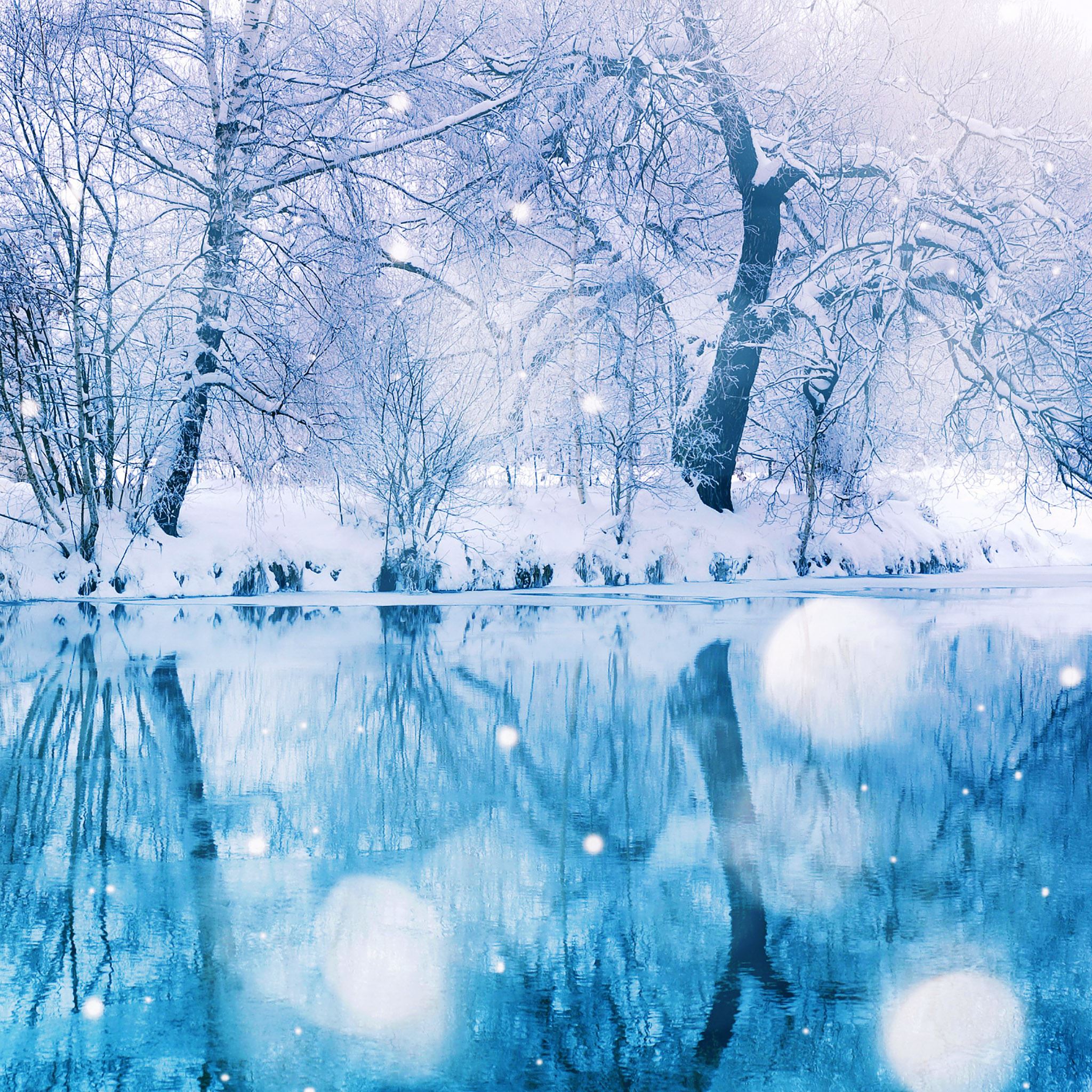 Nature Winter Snowy Tree iPad Air Wallpaper Free Download