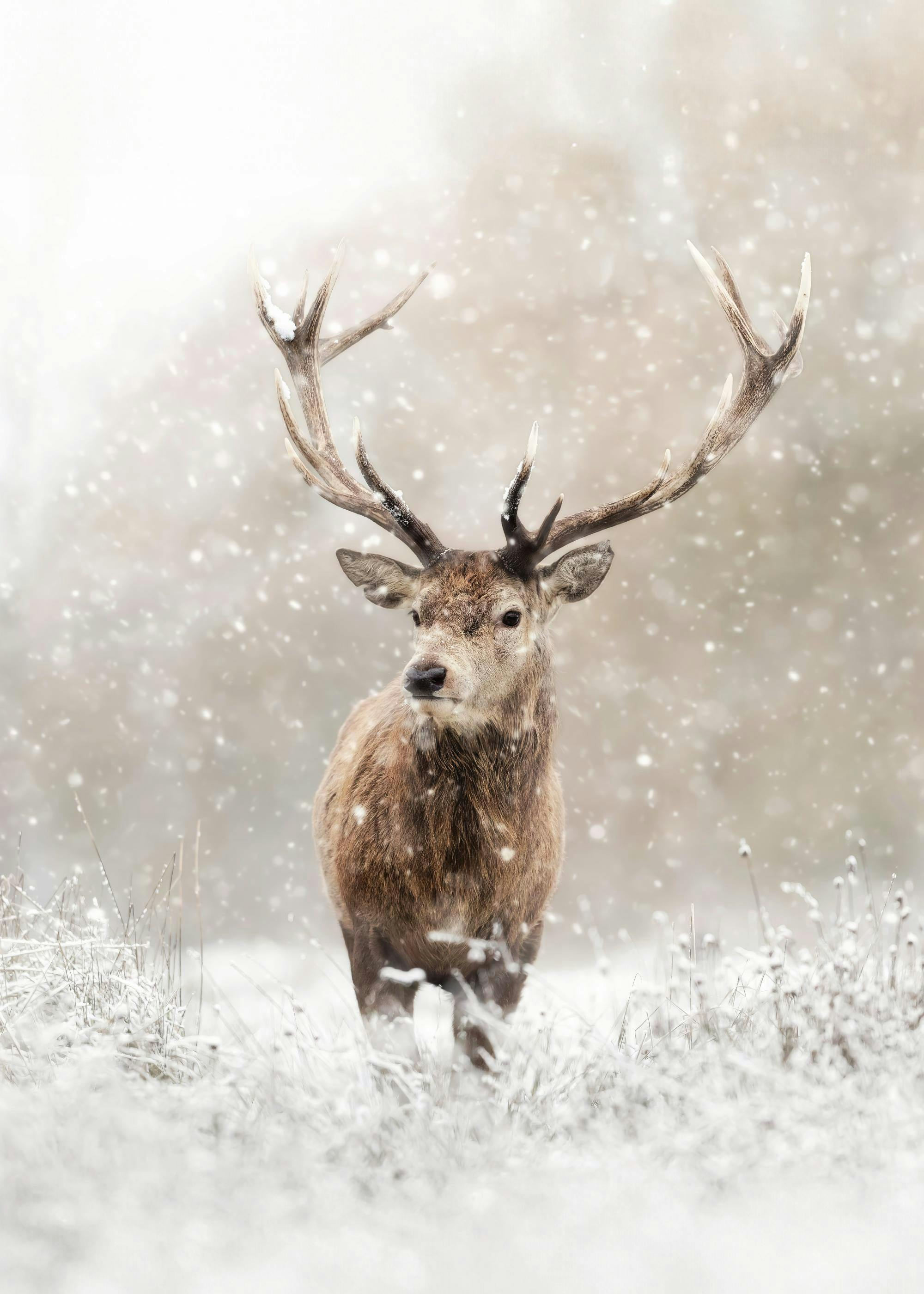 Calm Winter Duo Winter Landscape Poster. Poster Store US