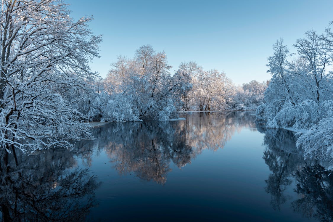 Serene Winter Landscape with Snowy Trees · Free