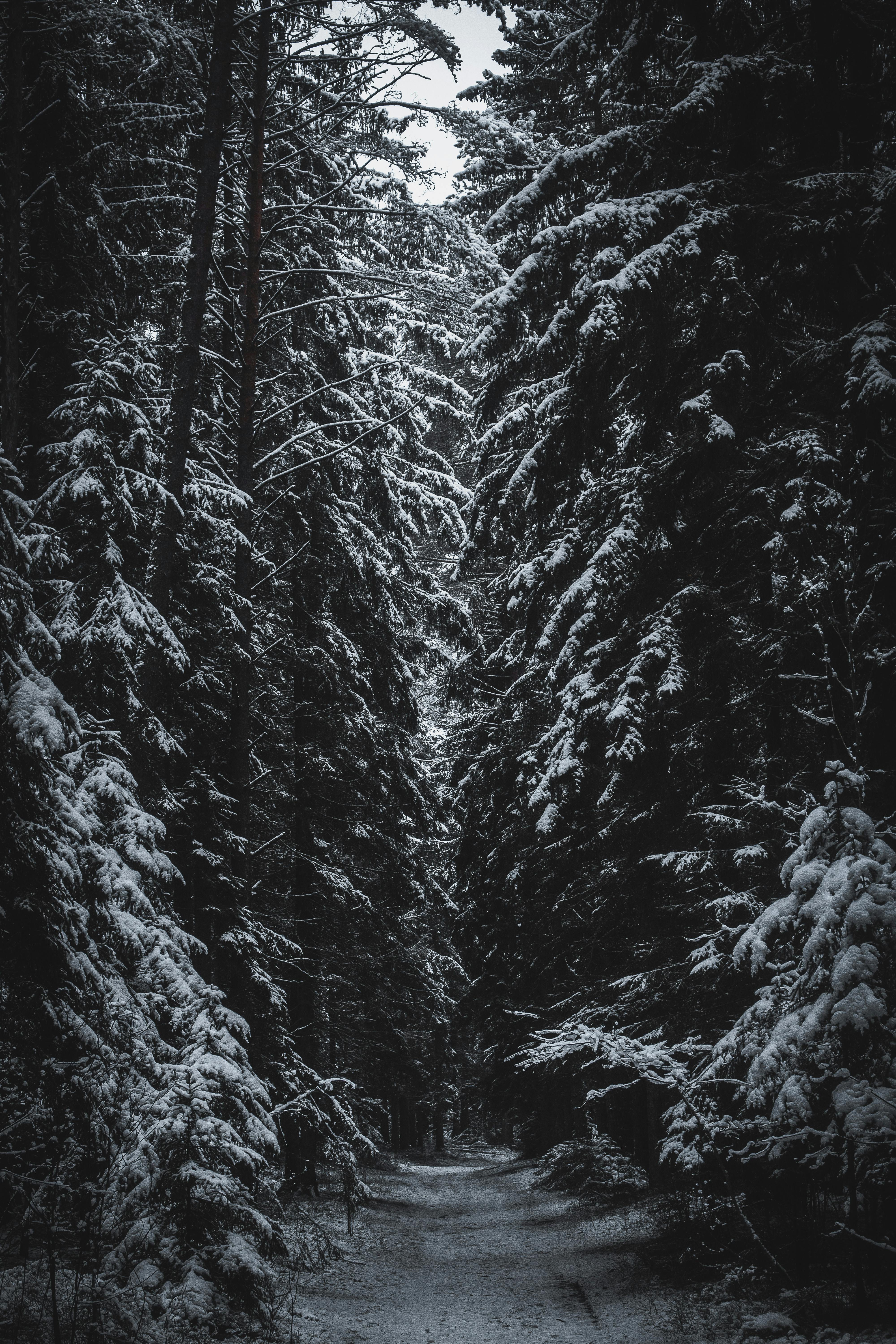 Grayscale Photography of Pine Trees Covered With Snow · Free
