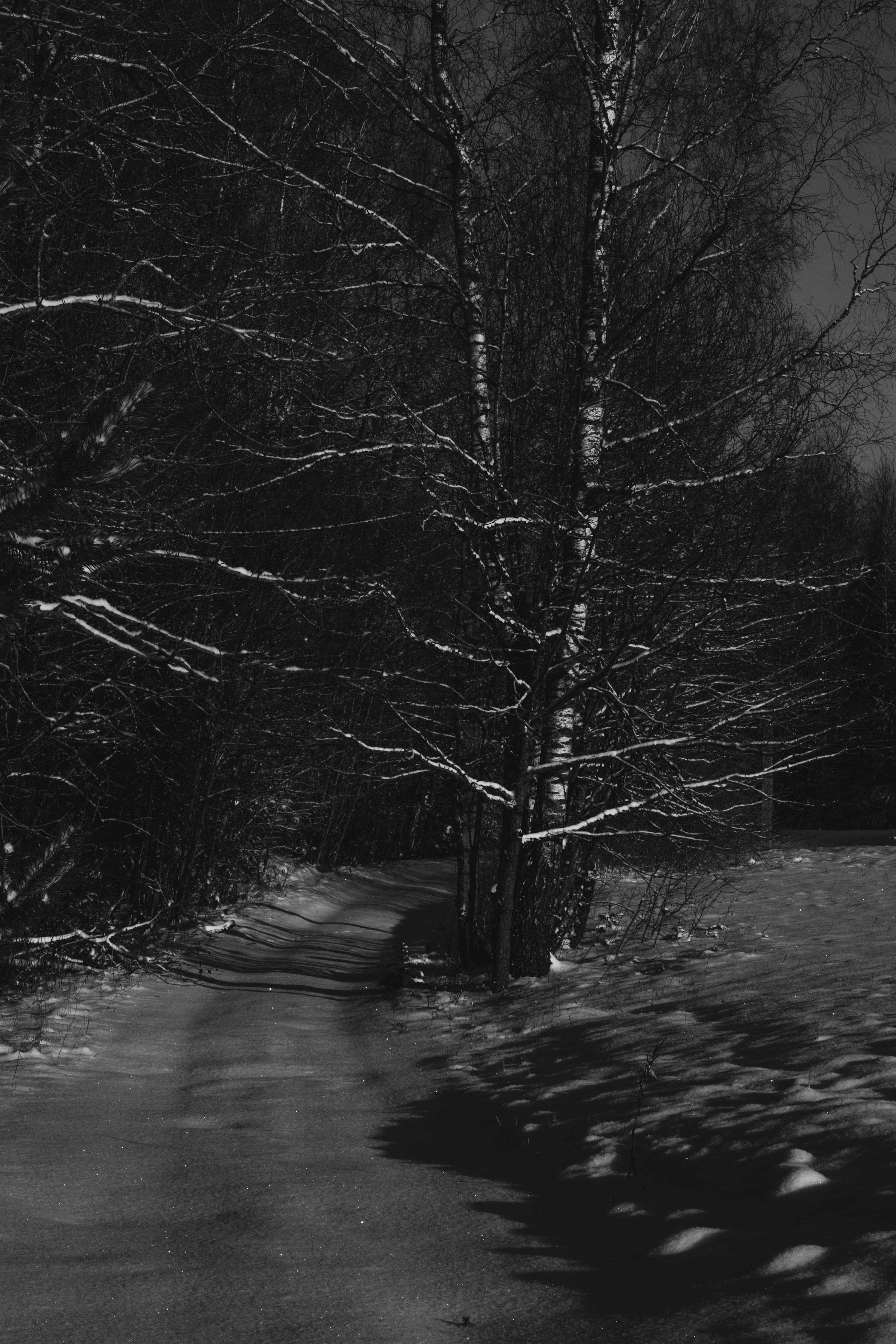 A black and white photo of a snow covered path photo