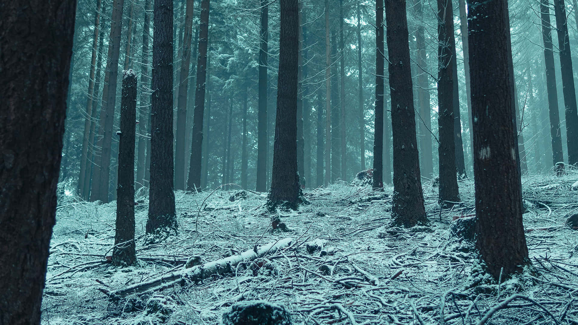 Download The winter forest offers a unique opportunity to enjoy the scenic beauty of nature in its most pristine state
