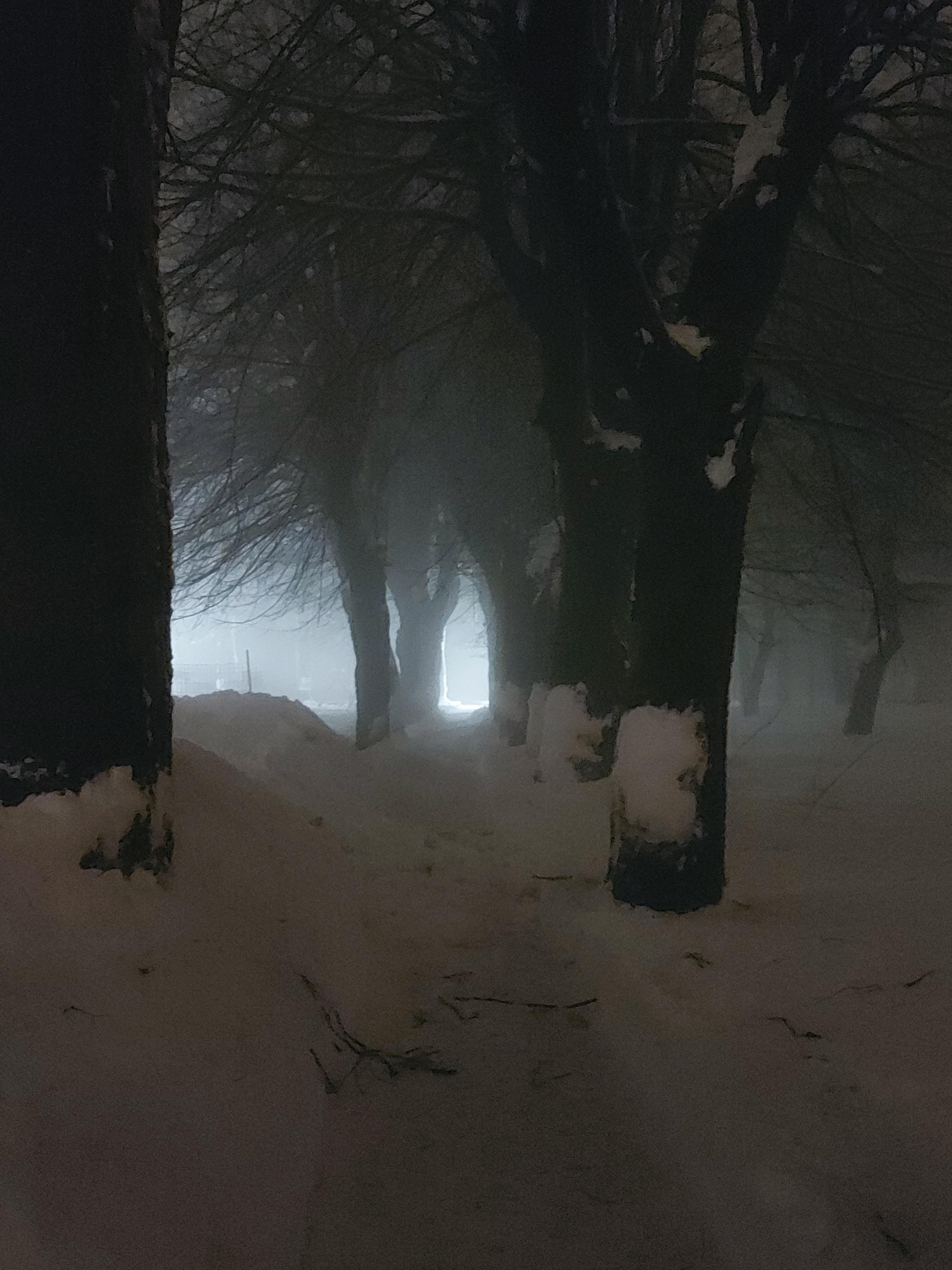 Where can I find more dark winter forests??