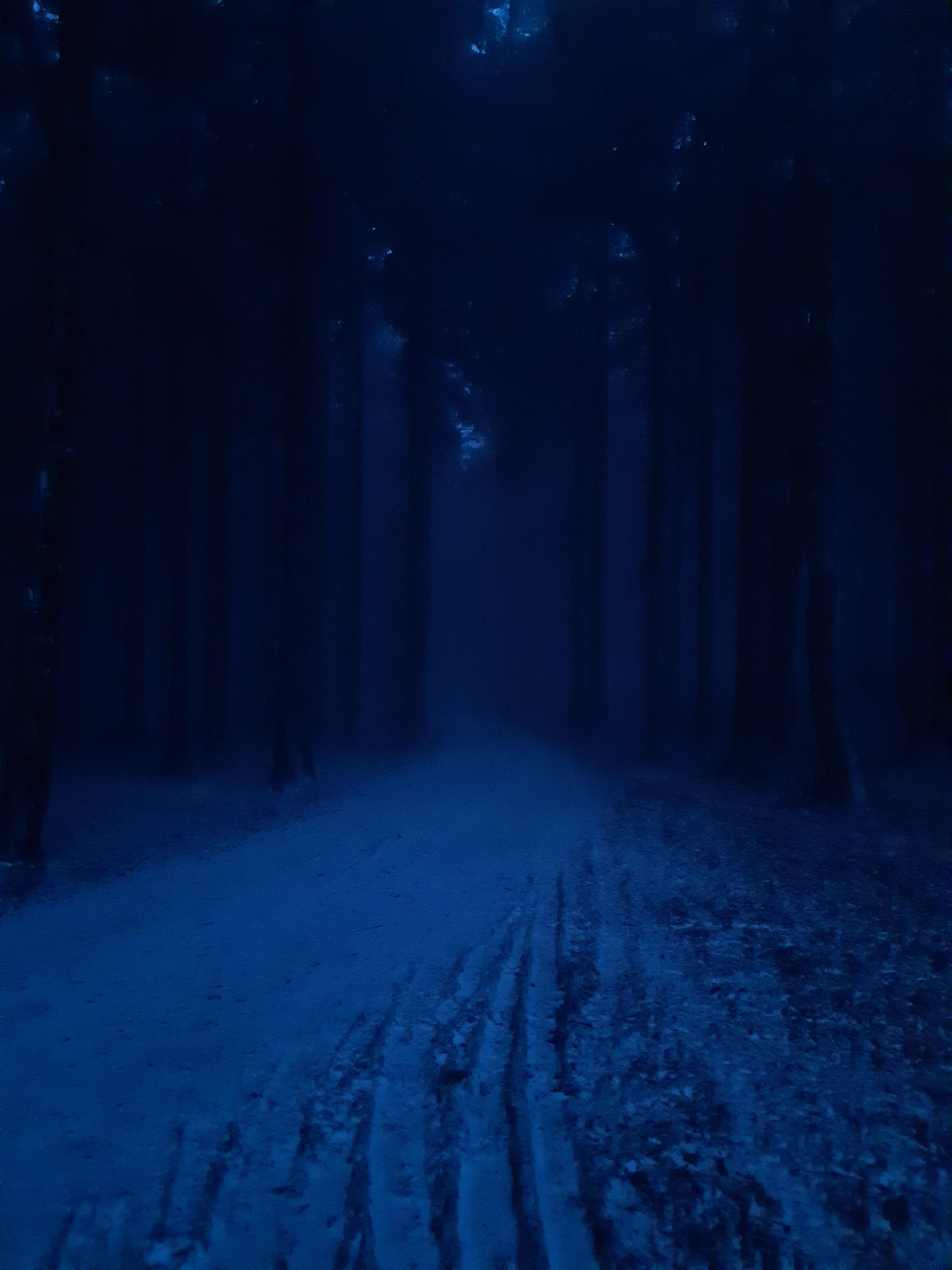 Where can I find more dark winter forests??