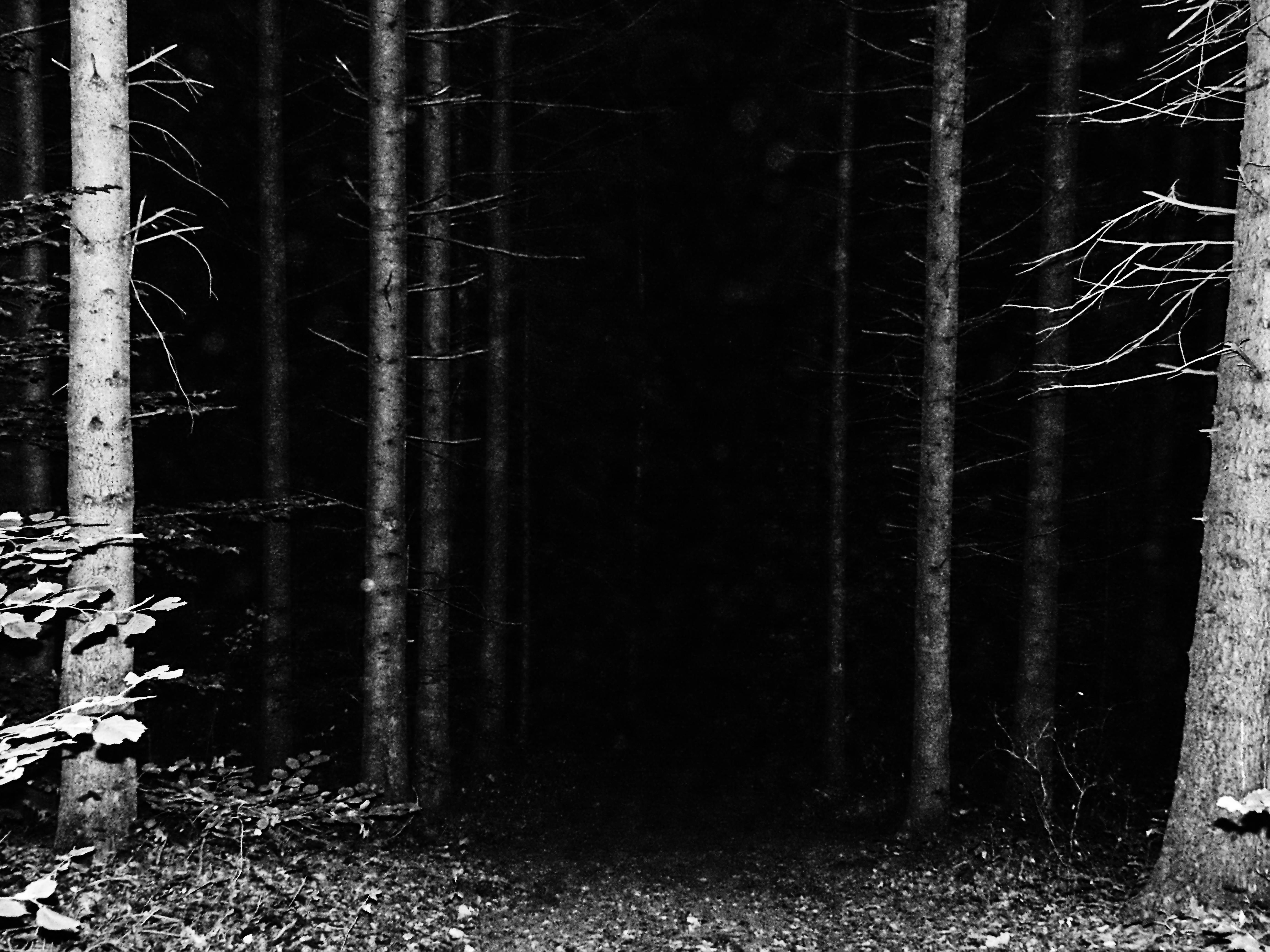Free of black&white, creepy, forest