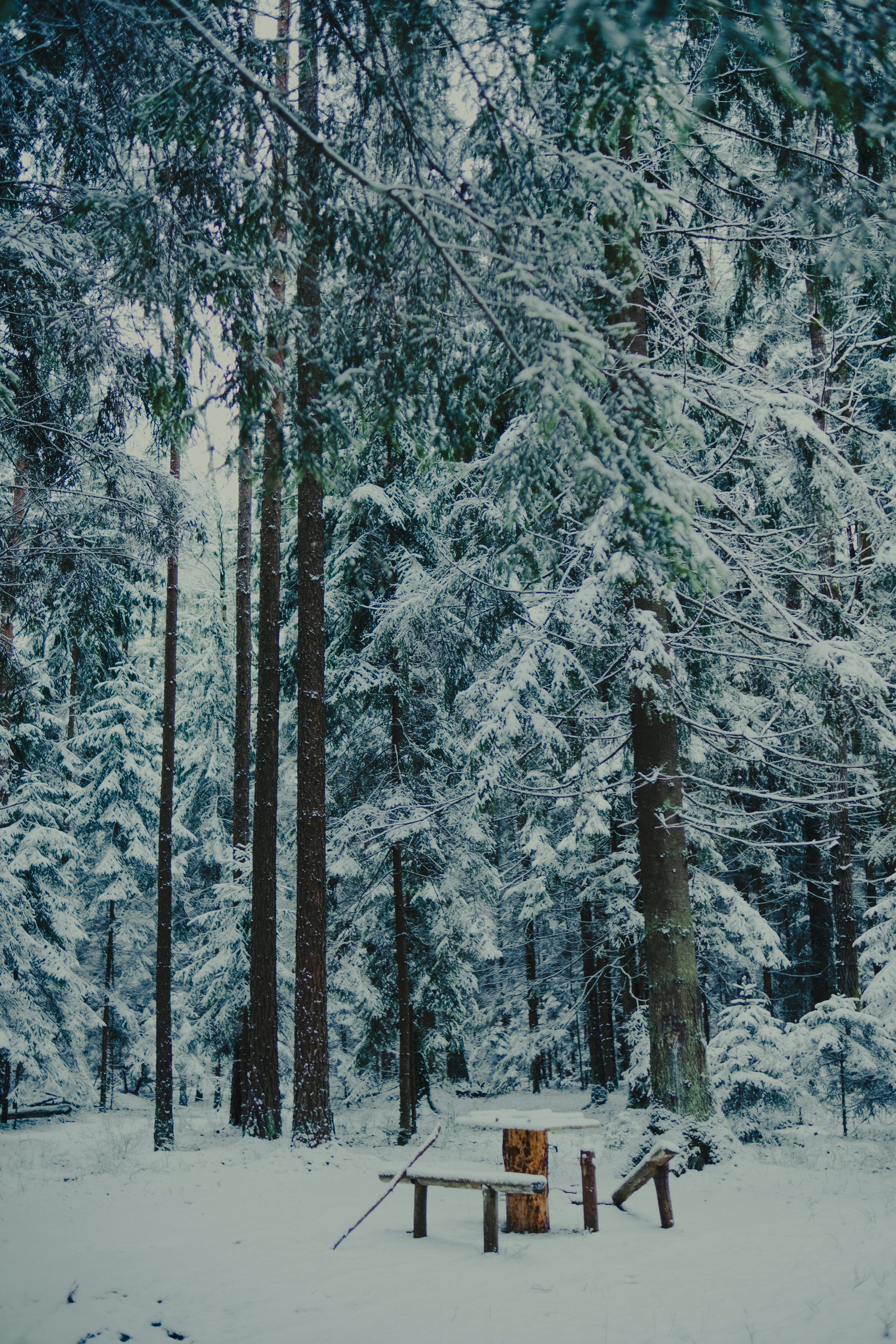 Snow covered trees in a serene forest setting. photo