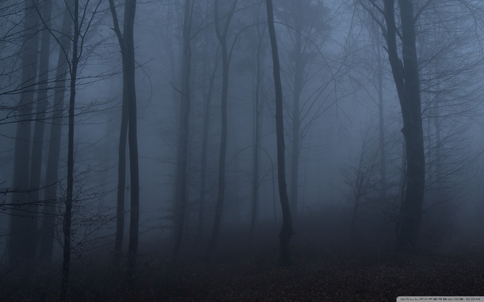 Dark Forest Shrouded in Fog 4K UHD Wallpaper for UltraHD Desktop and TV, Widescreen and UltraWide Display, Smartphone and Tablet Devices
