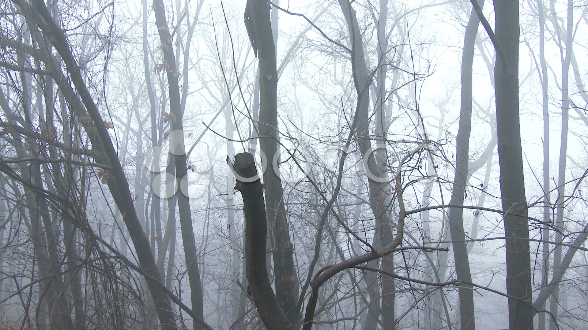 Super Scary Winter Foggy Forest 1 pan