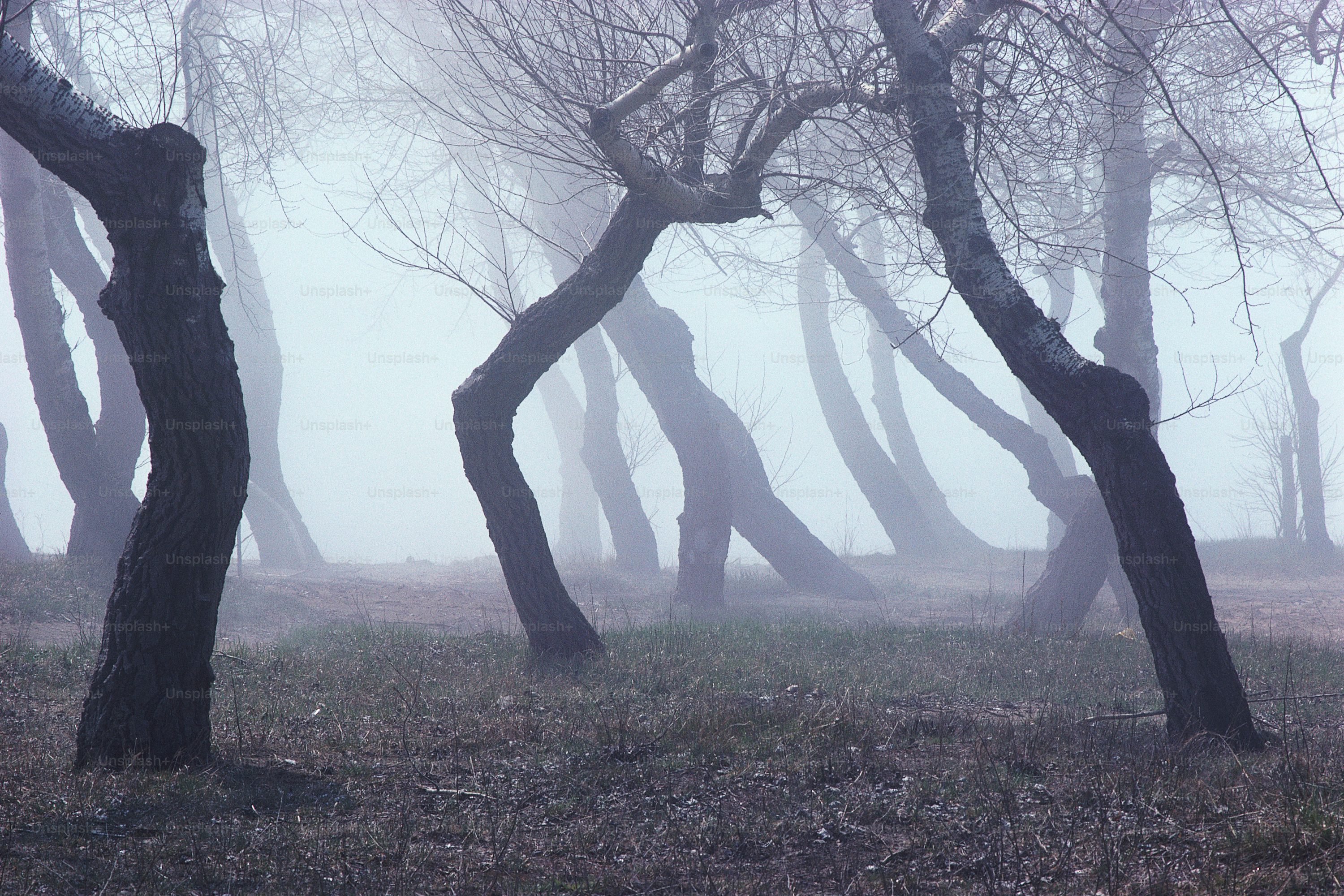 Spooky Forest Picture. Download Free Image