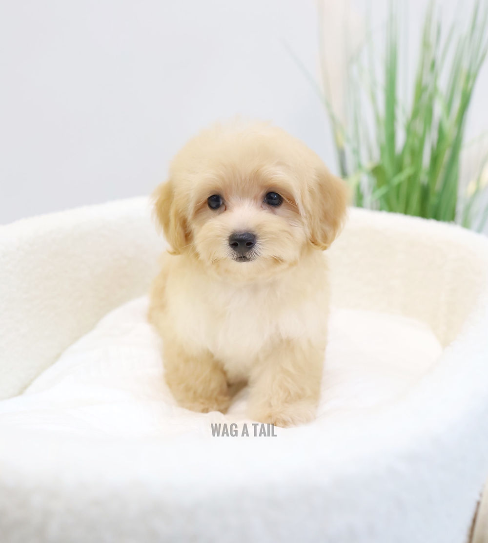 Miniature Maltipoo Mix Puppies Thousand Maltese Poodle Royalty Free Image