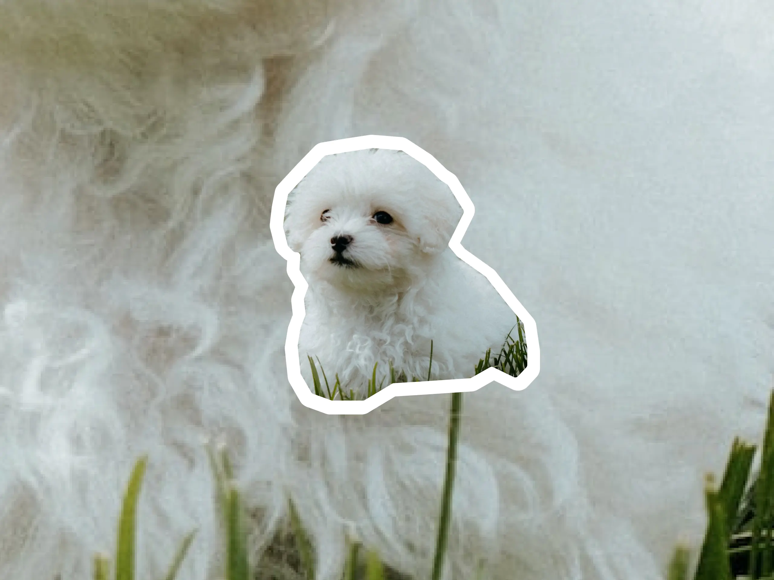 Maltipoo dog breed profile
