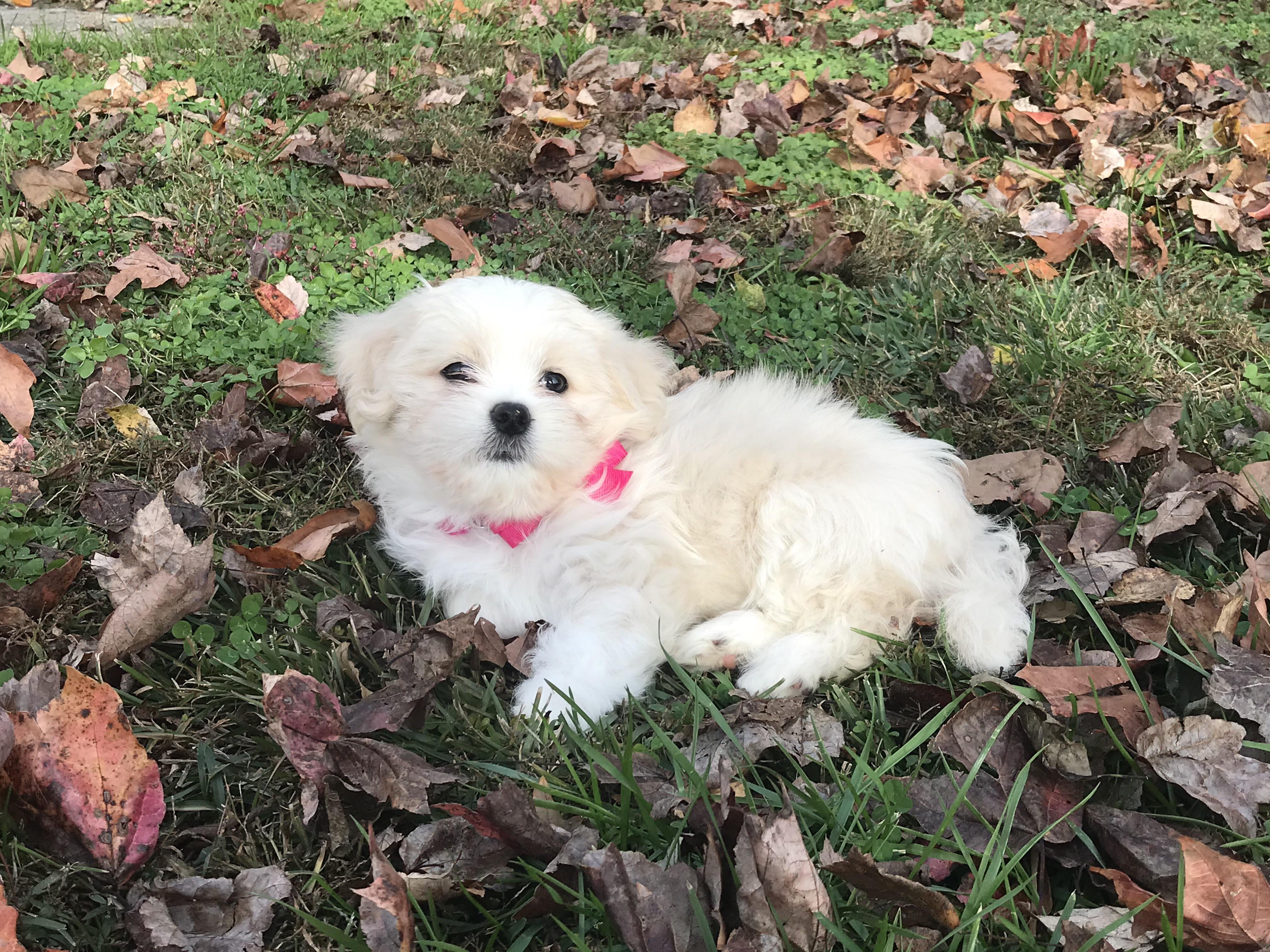 Puppy to Adult Photo, I'll Start with Our Nova