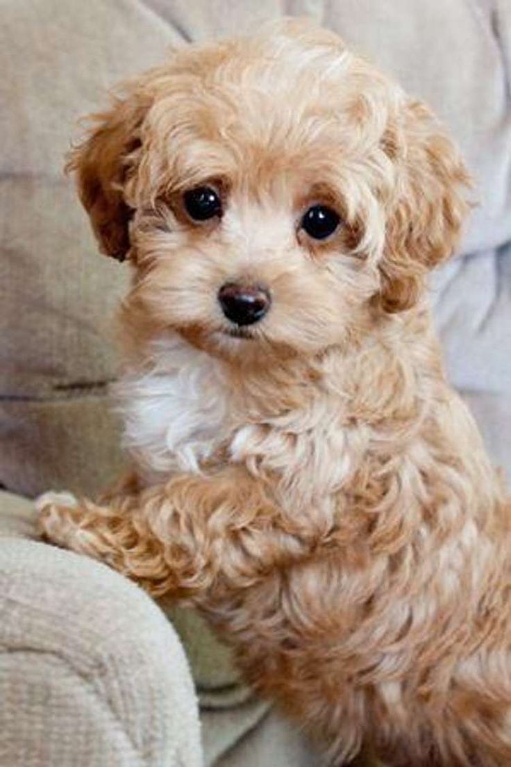 The Cutest Maltipoo Picture