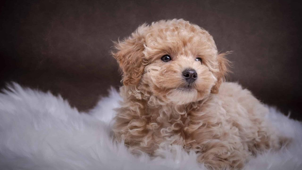 From Zero to Maltipoo: Let the Fun Begin