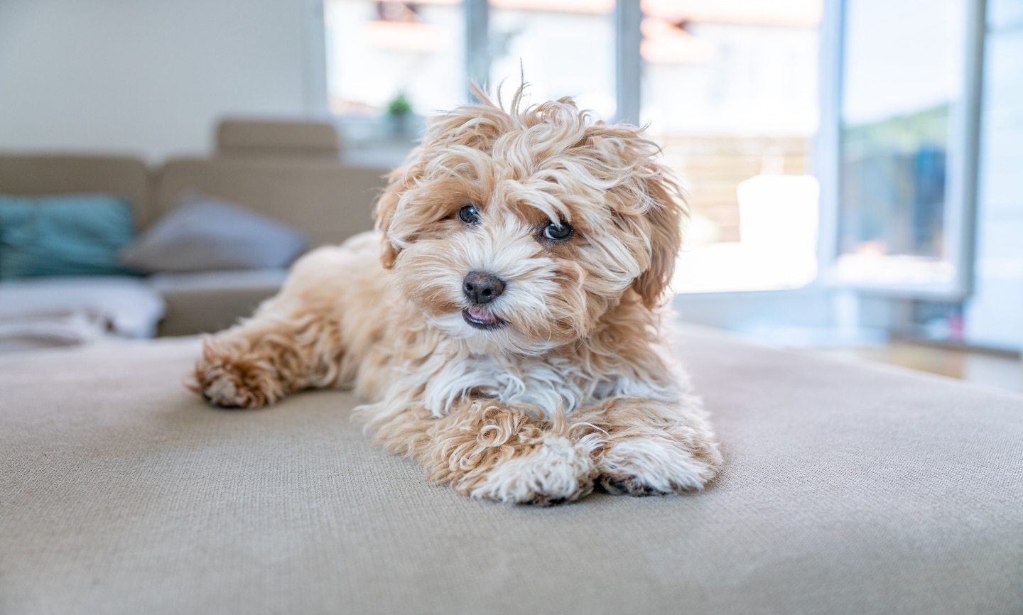 Maltipoo Breed: Characteristics, Care & Photo