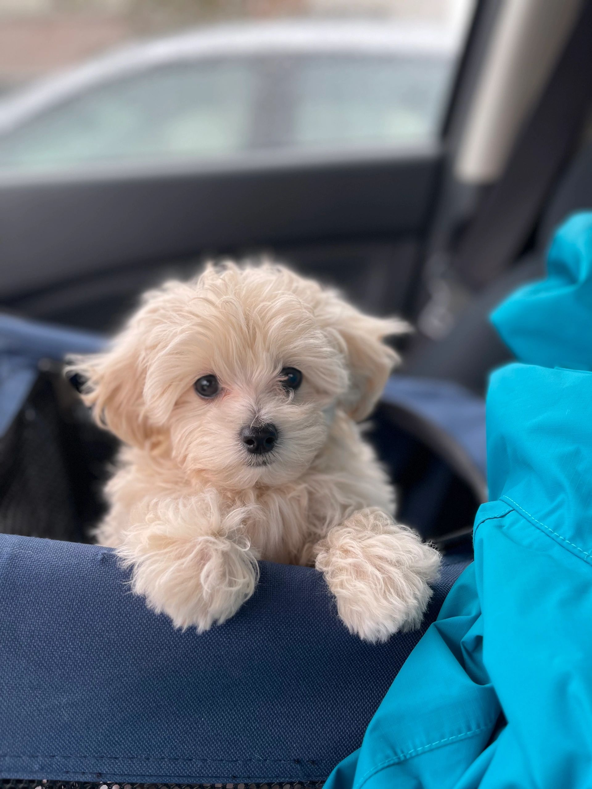 Best show me a picture of a maltipoo Factory Sale
