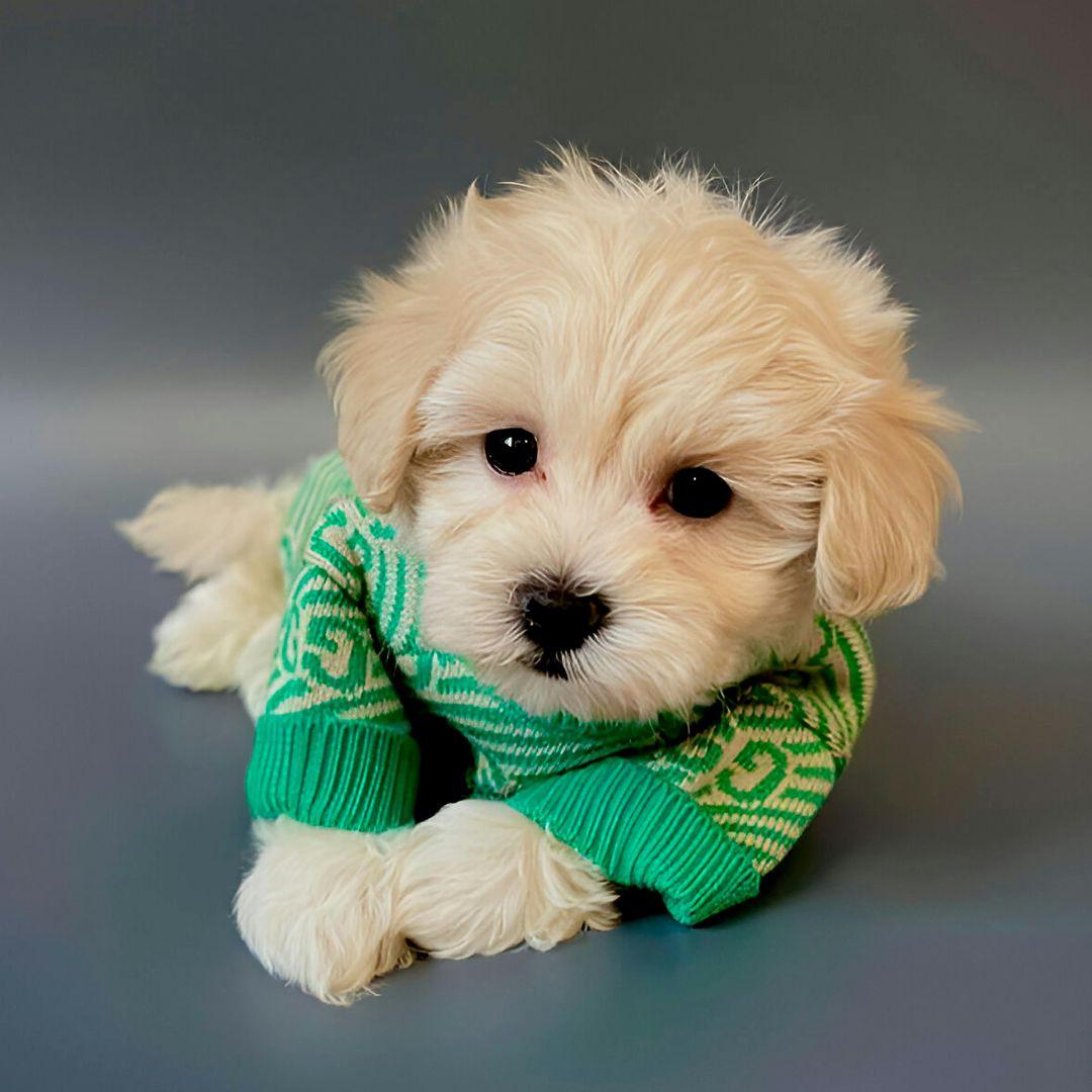 Maltipoo Dog Breed Information & Characteristics