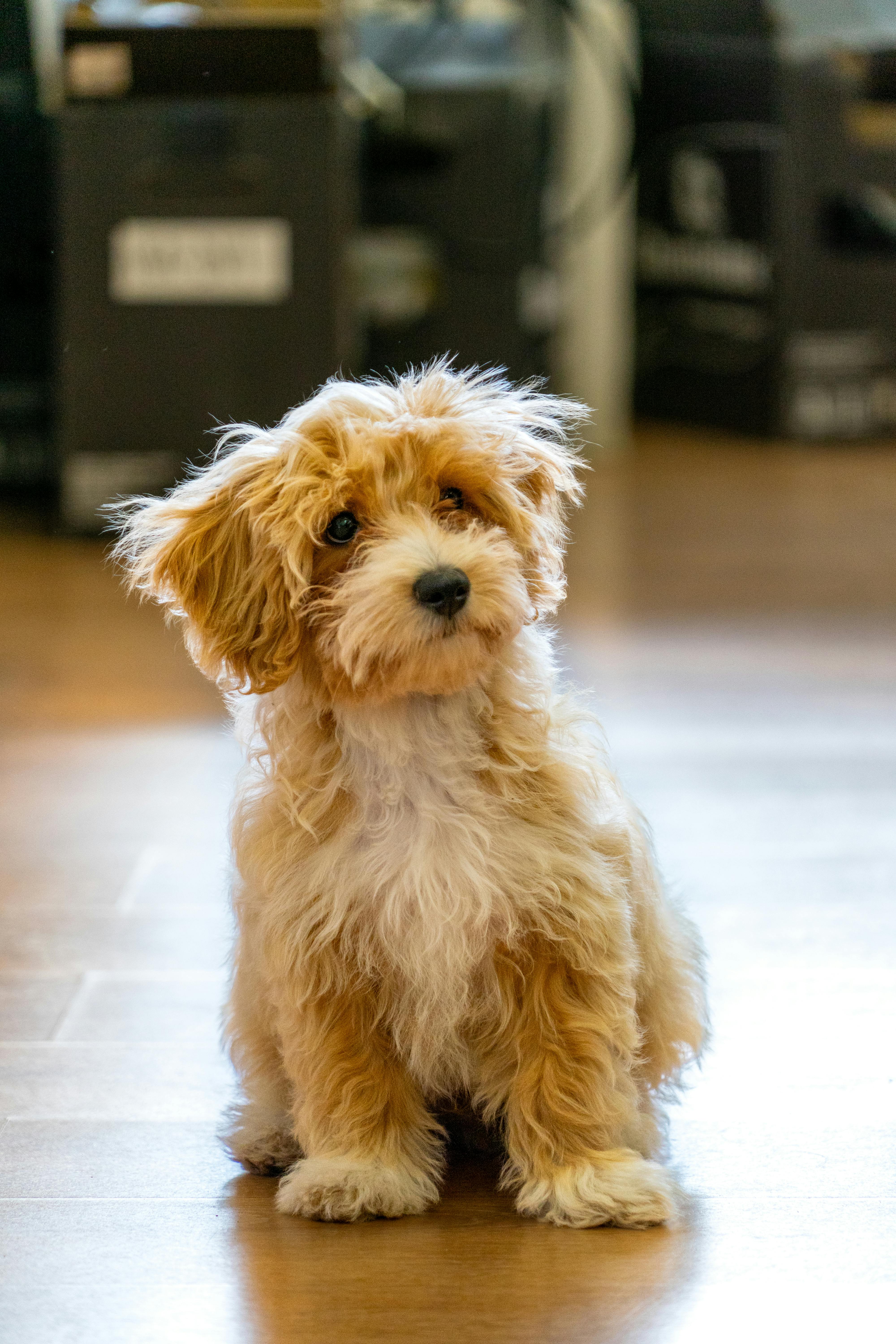 Adorable Maltipoo Puppy Sitting Indoors · Free
