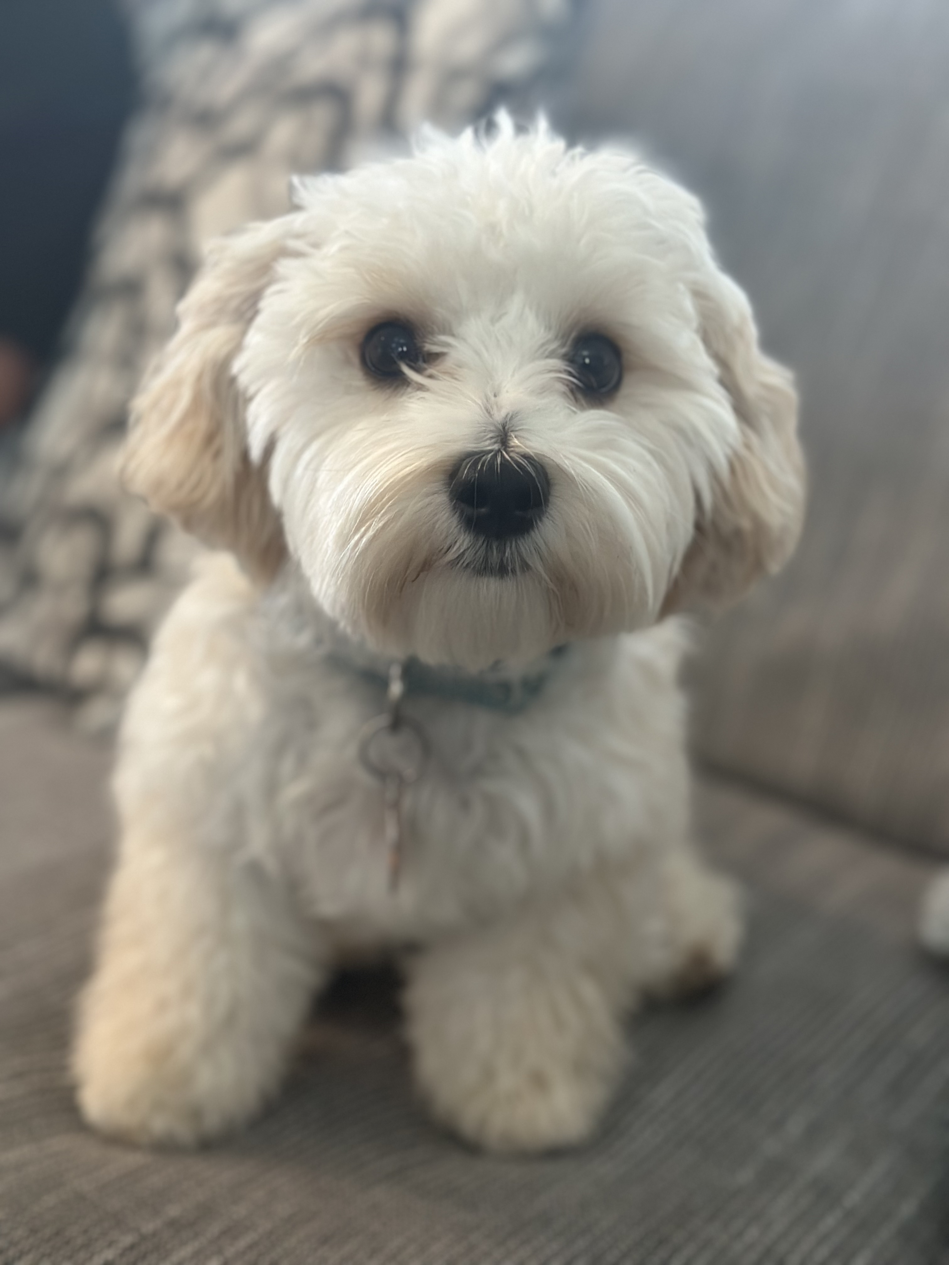 Cute Maltipoo Ziggy: 2lb 14oz Doodle Puppy