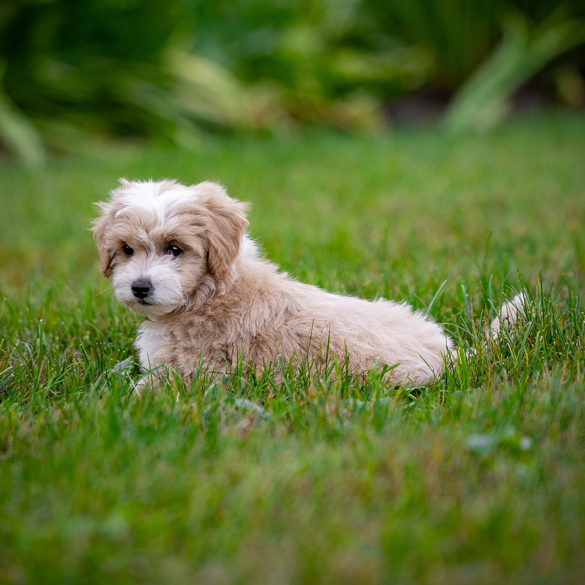 Maltipoo Maltese Dog Cross Poodle Thousand Maltese Poodle Royalty Free Image