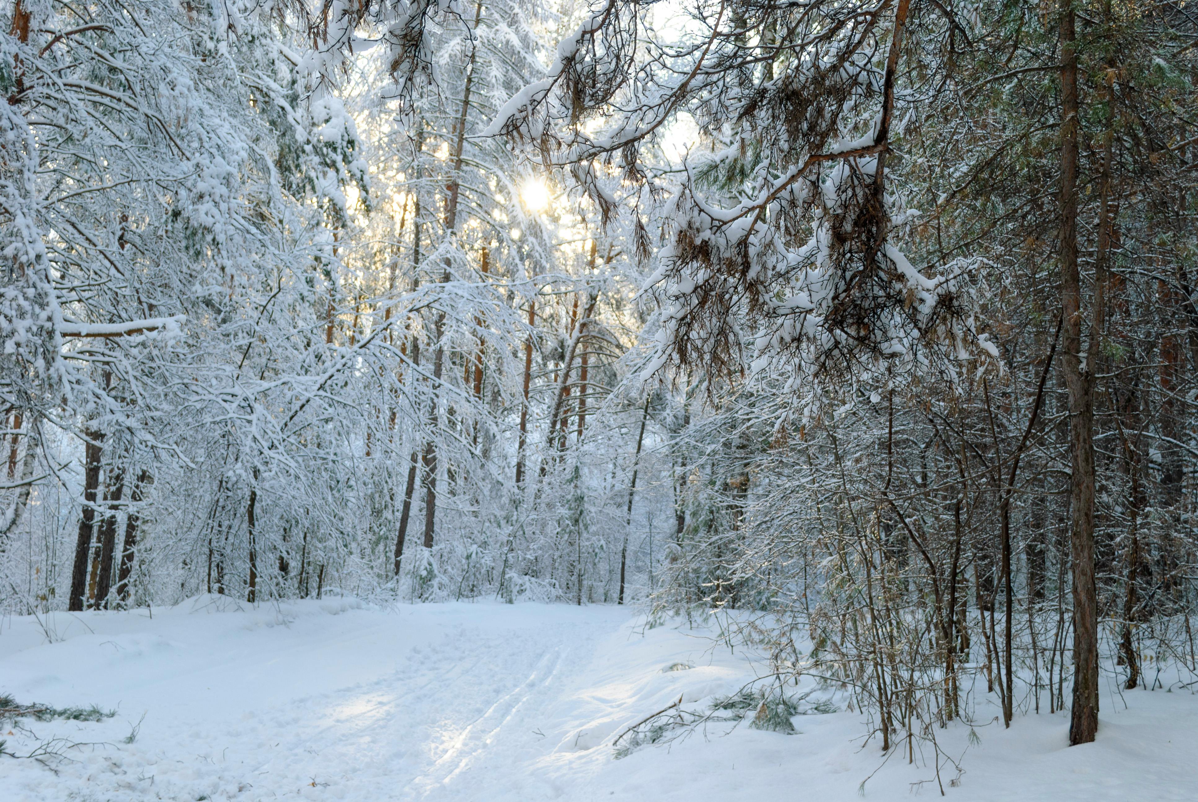 Serene Snow Covered Forest In Winter · Free