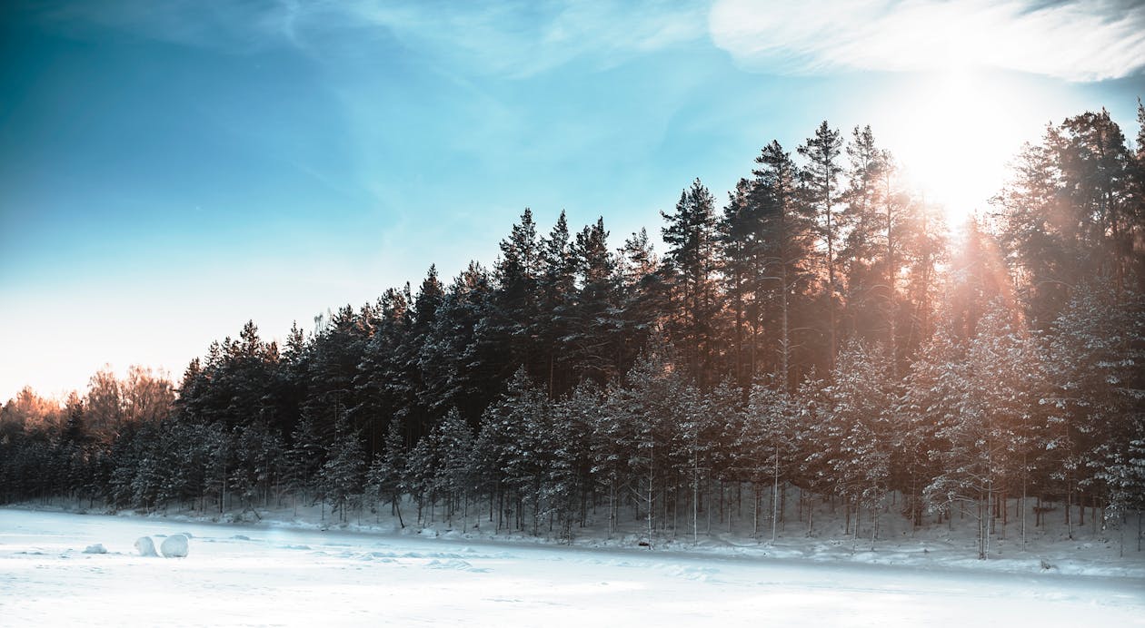 View of a Field and Forest Covered in Snow · Free