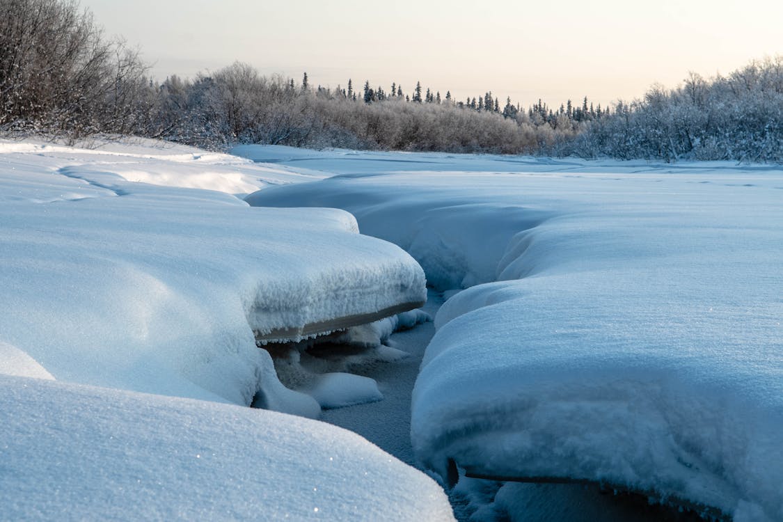 Trees Surrounding a Snow Covered Field · Free