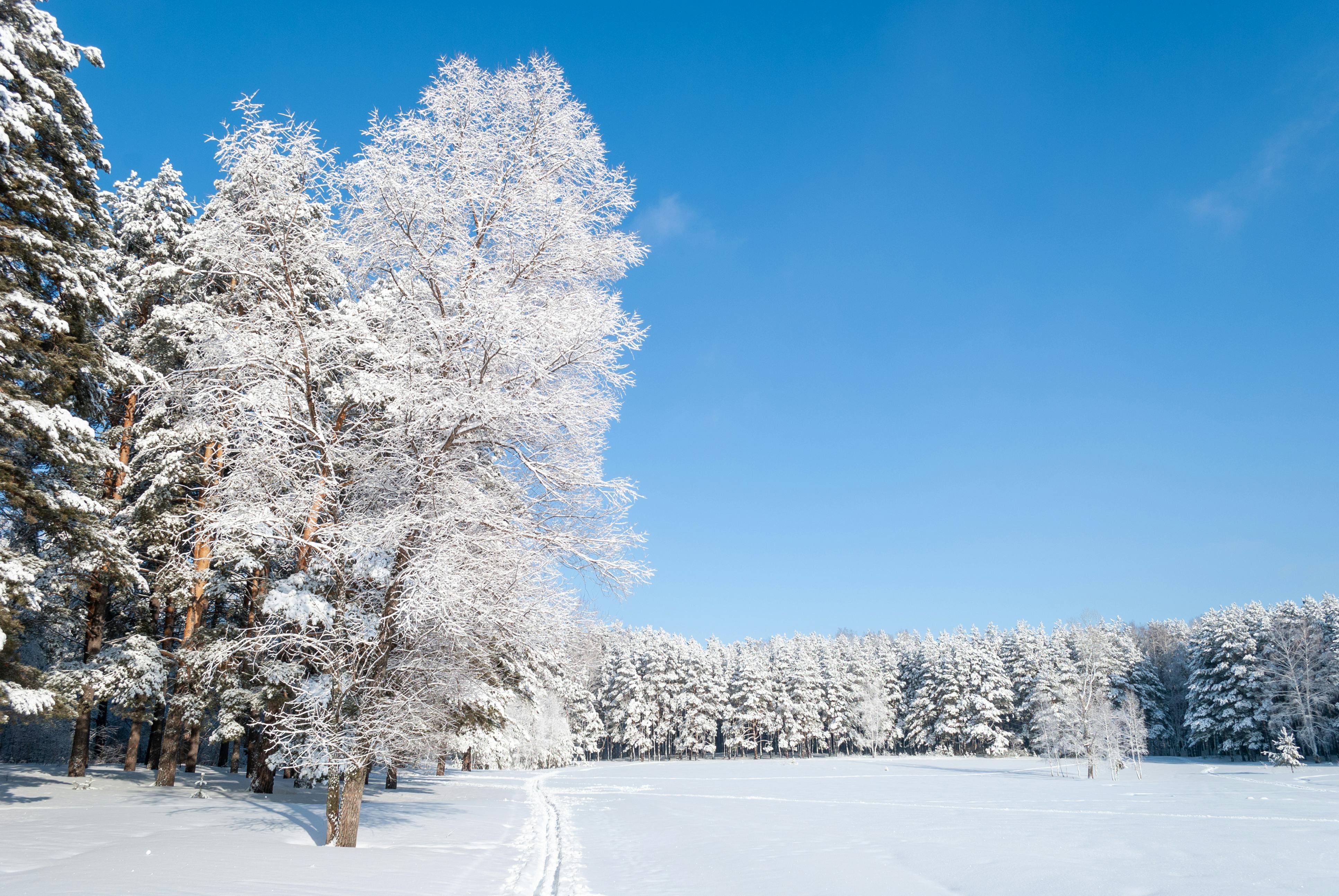 Tranquil Snowy Forest Path in Winter · Free