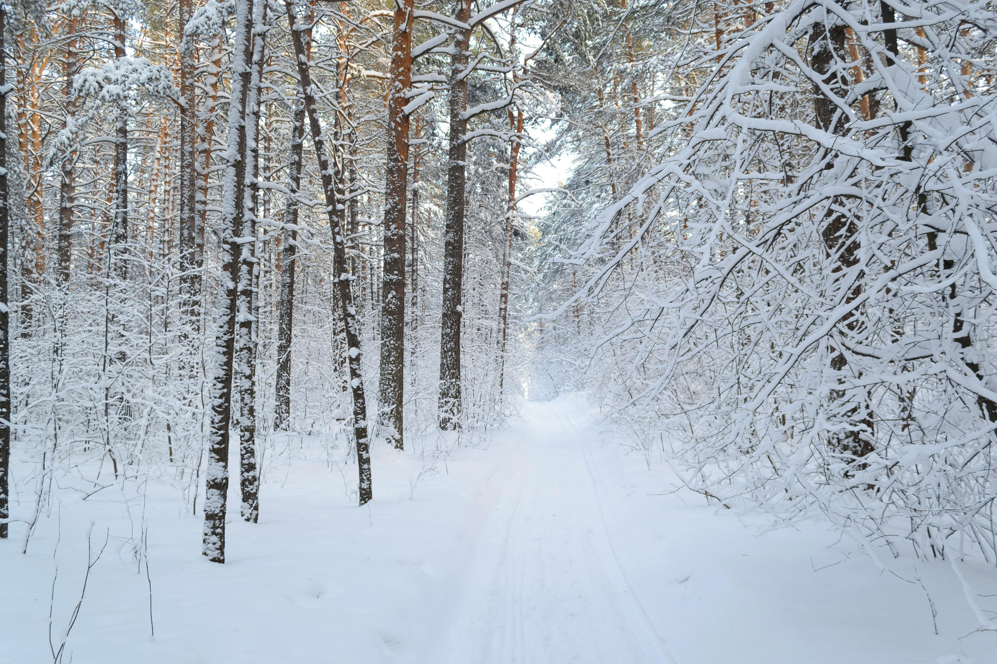 Landscape Photography of Snow Pathway Between Trees during Winter · Free