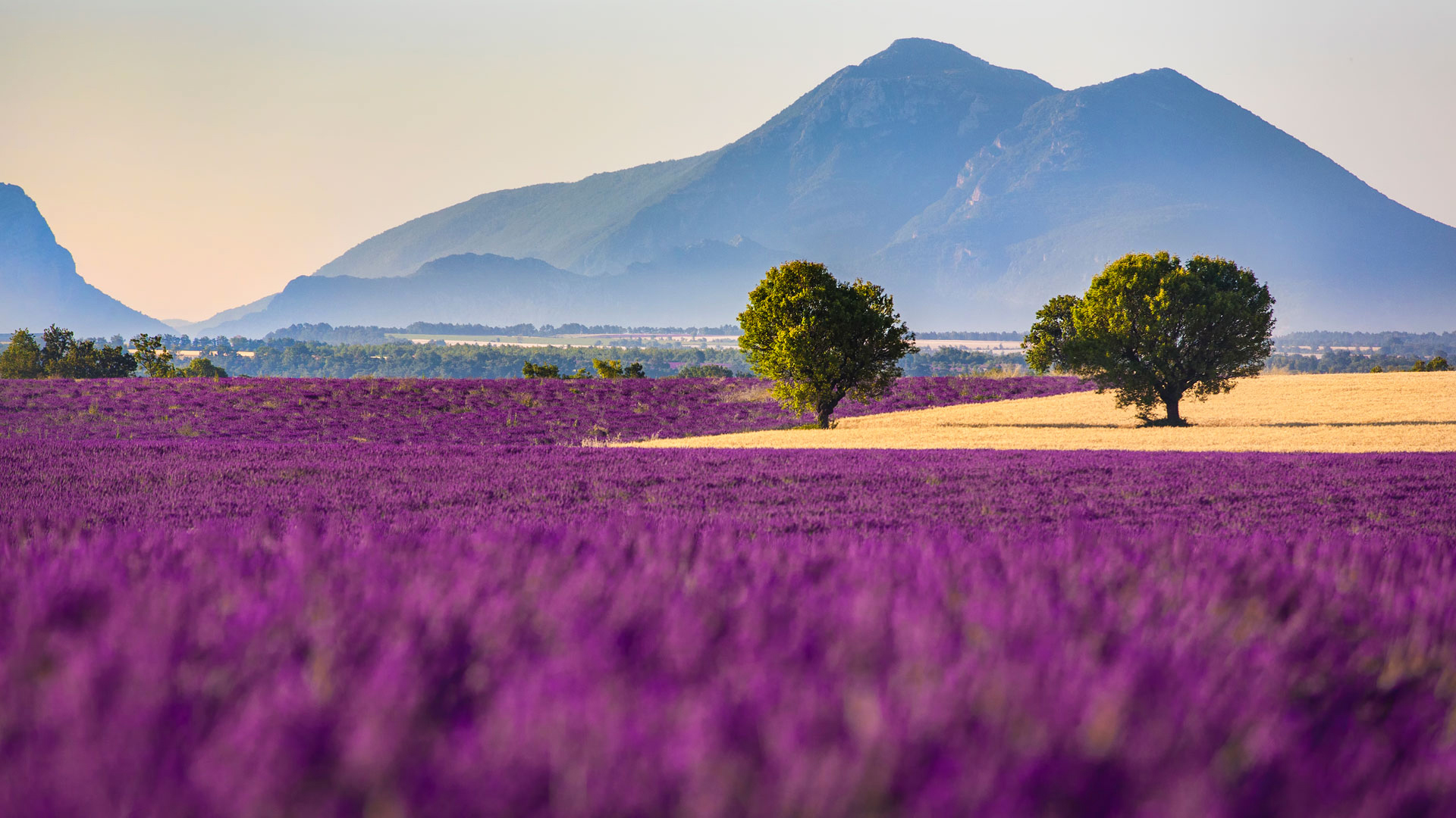 Lavender Fields and Mountain Majesty: A Stunning Nature Landscape Wallpaper