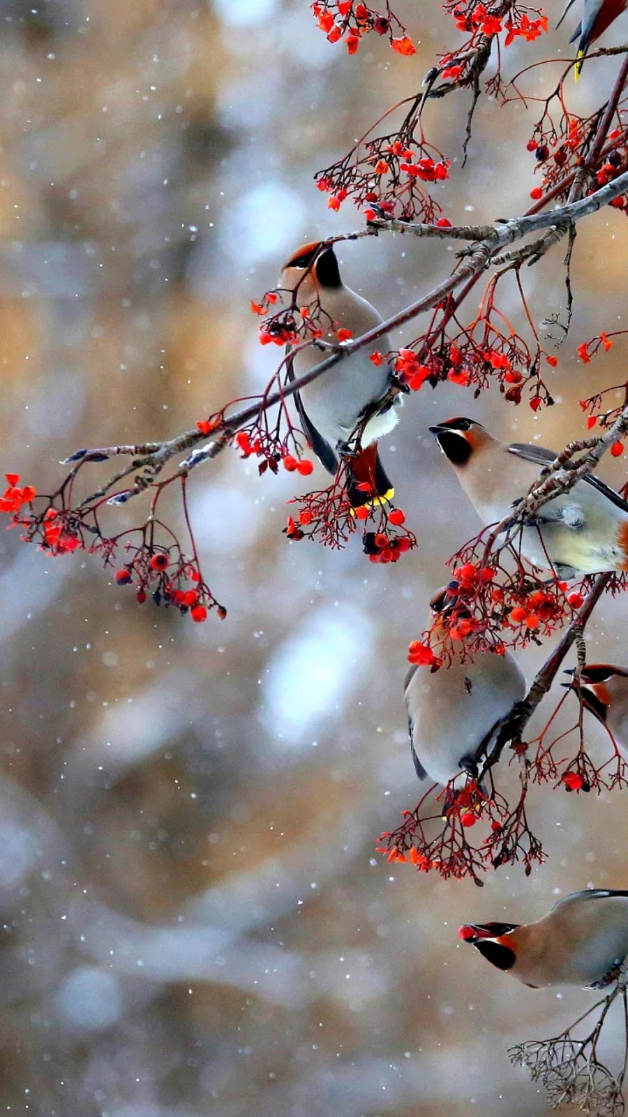 Beautiful Birds Mobile Wallpaper Mobile Walls