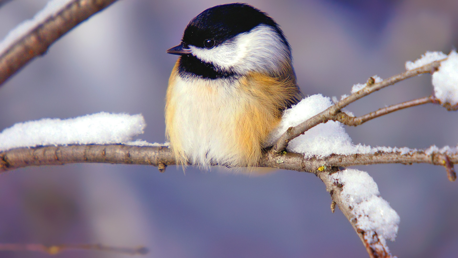 Free photo: Winter bird, Bird, Cold