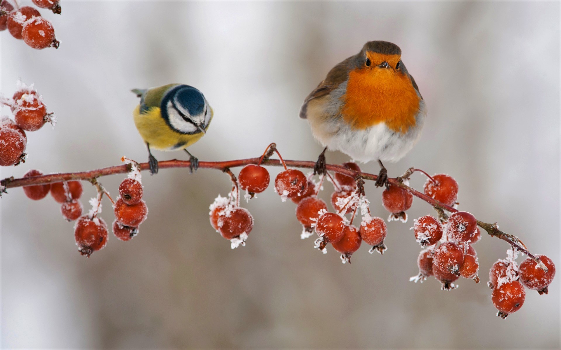 Winter Birds Wallpaper